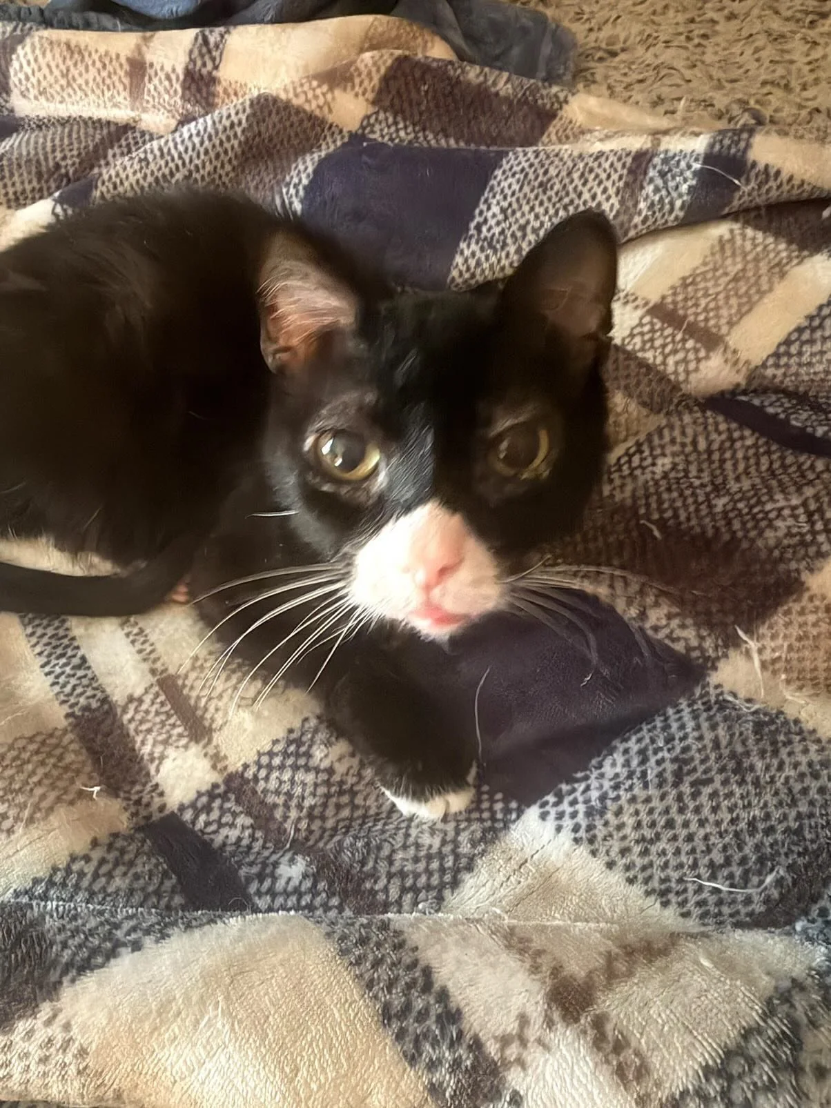 Peter Looking Cute 
(Parent: Mary Watkins)