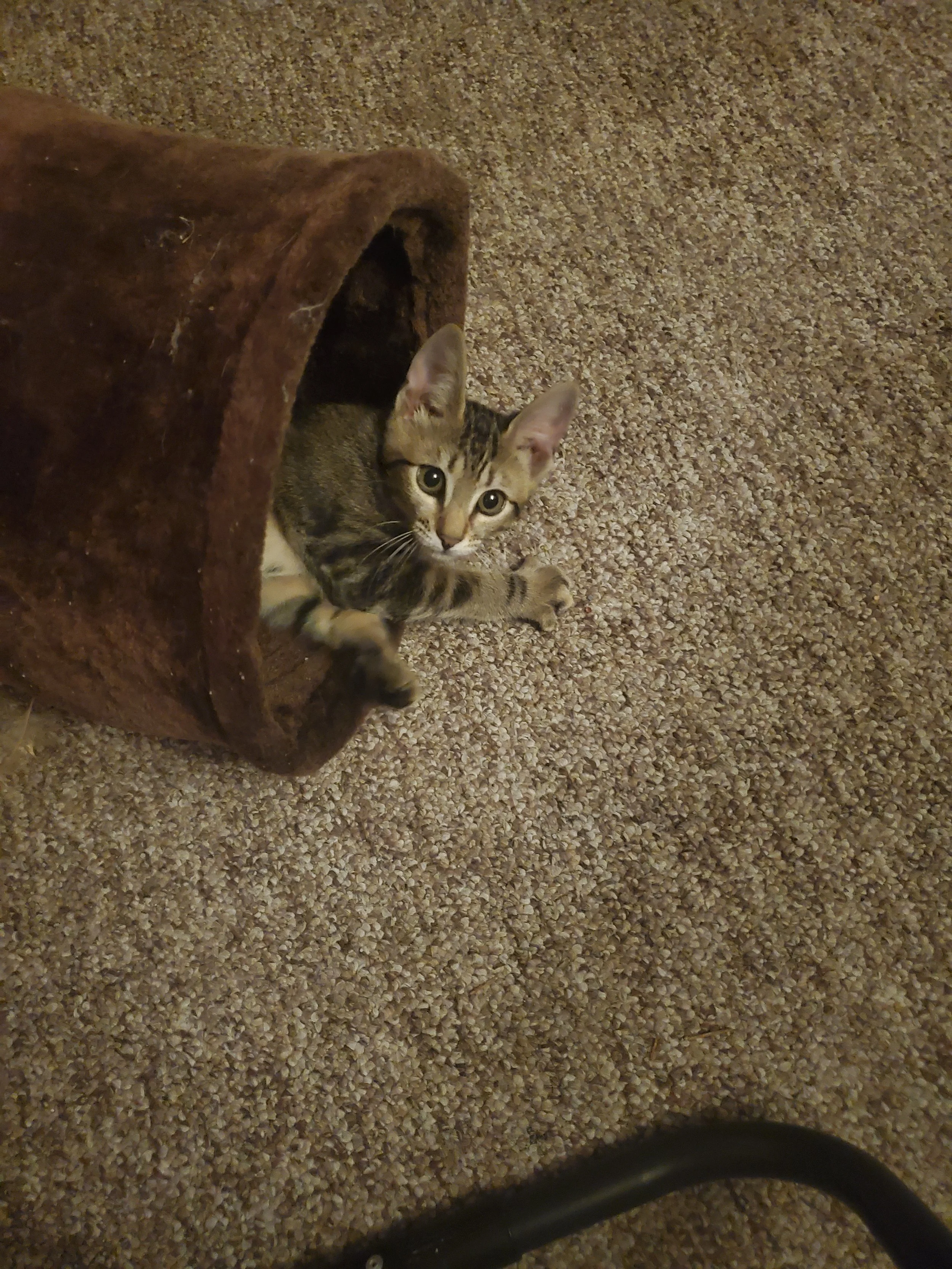 EddyAnne, the troublemaker