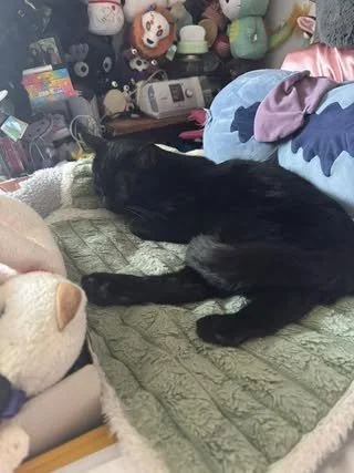 Charley Sleeping 
(Parent: Melody Naroleski)