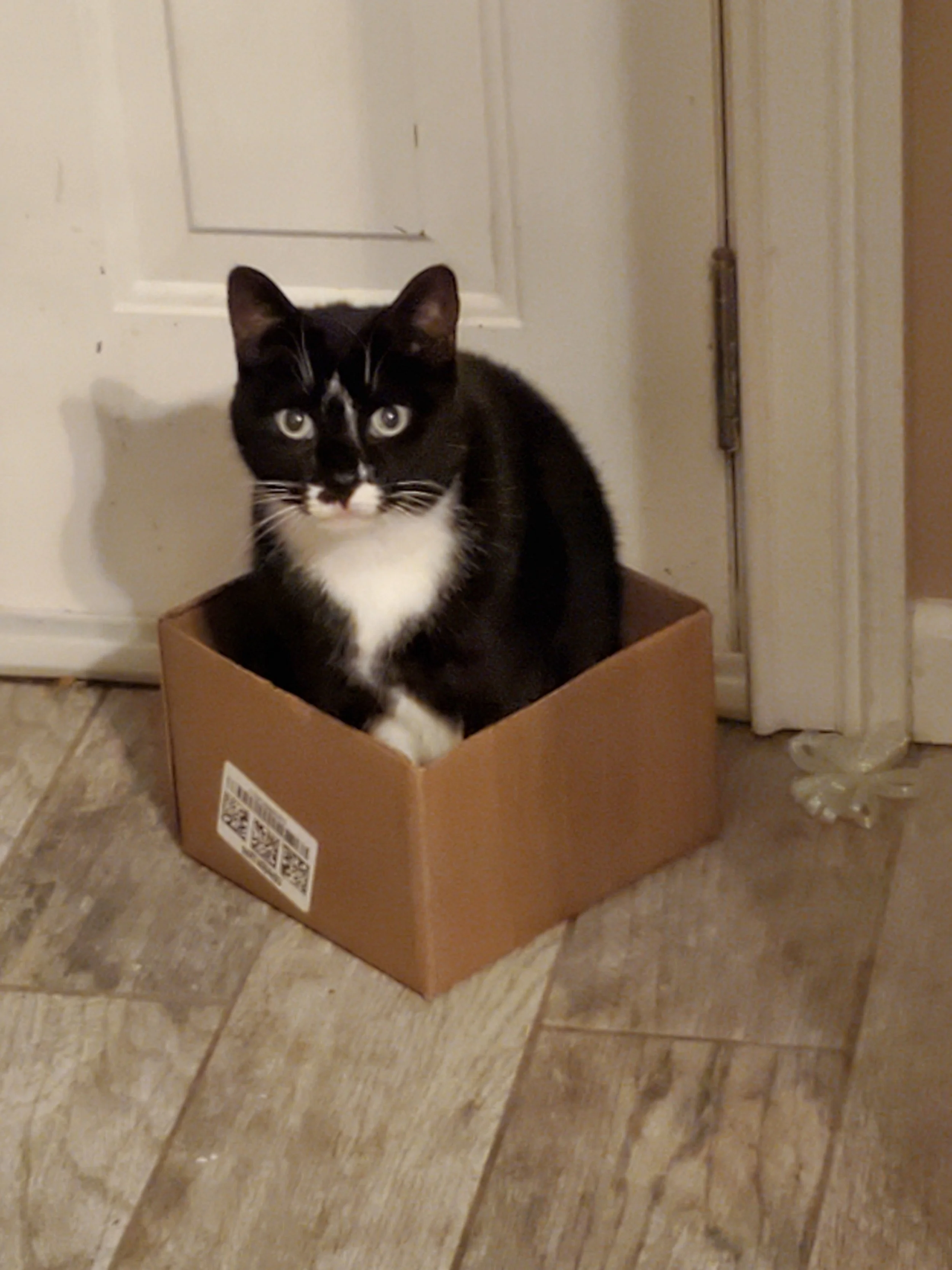 Delilah, the original Farty Feline