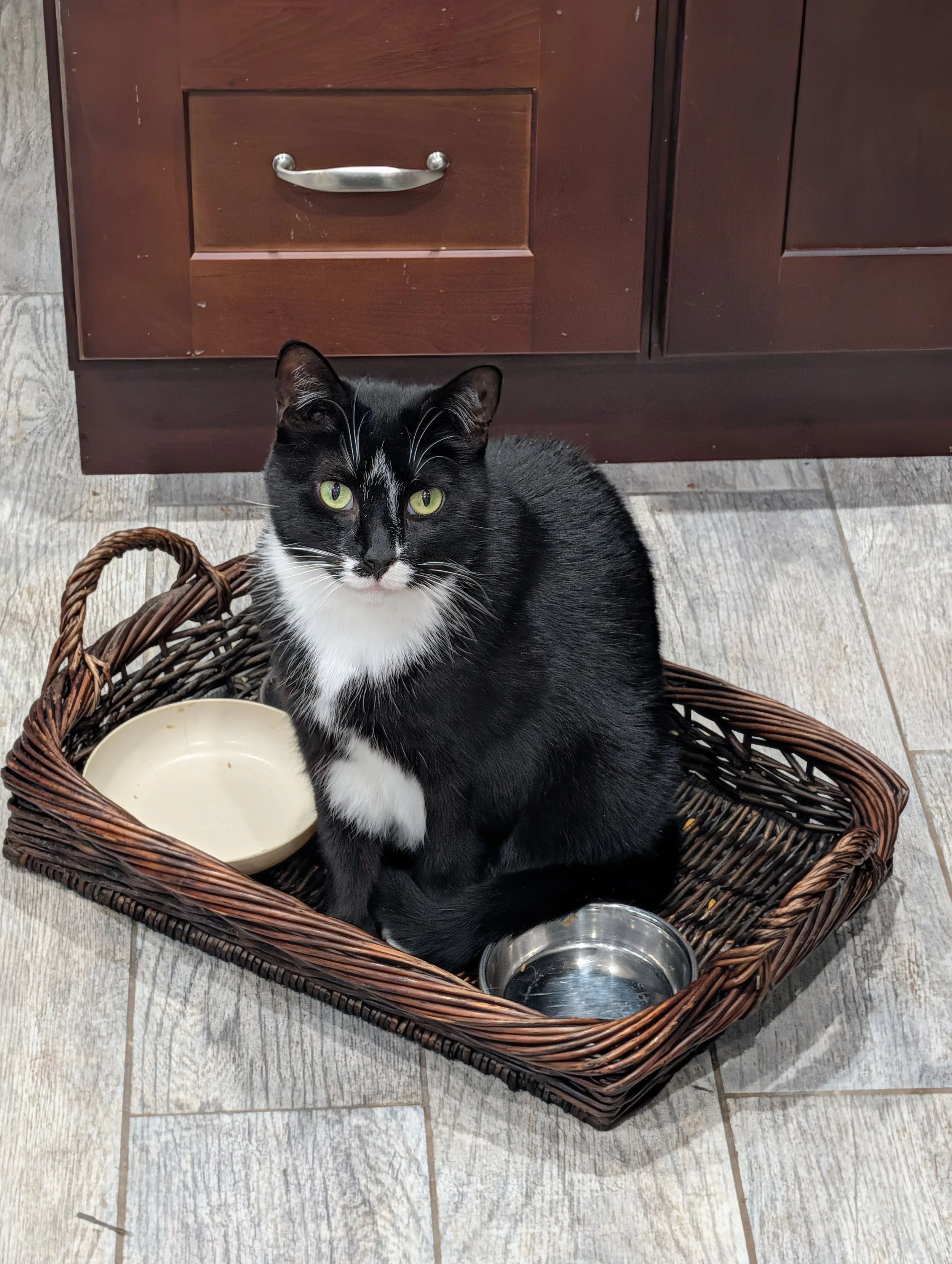 Delilah, the original Farty Feline