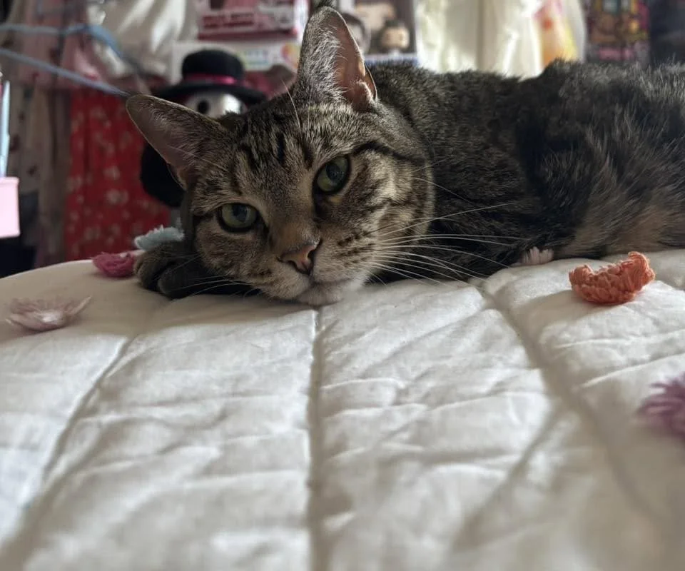 Gnomey In Bed 
(Parent: Melody Naroleski)