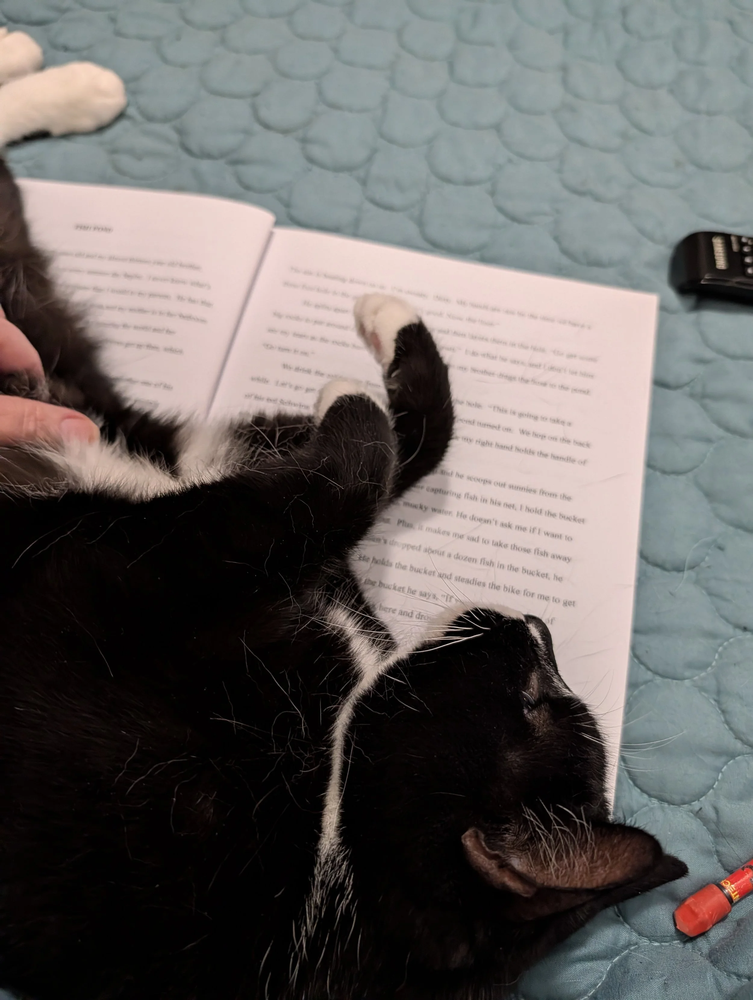 Delilah, the original Farty Feline