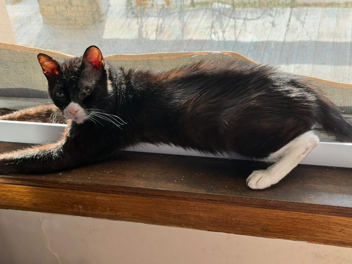 Peter In The Window 
(Parent: Mary Watkins)
