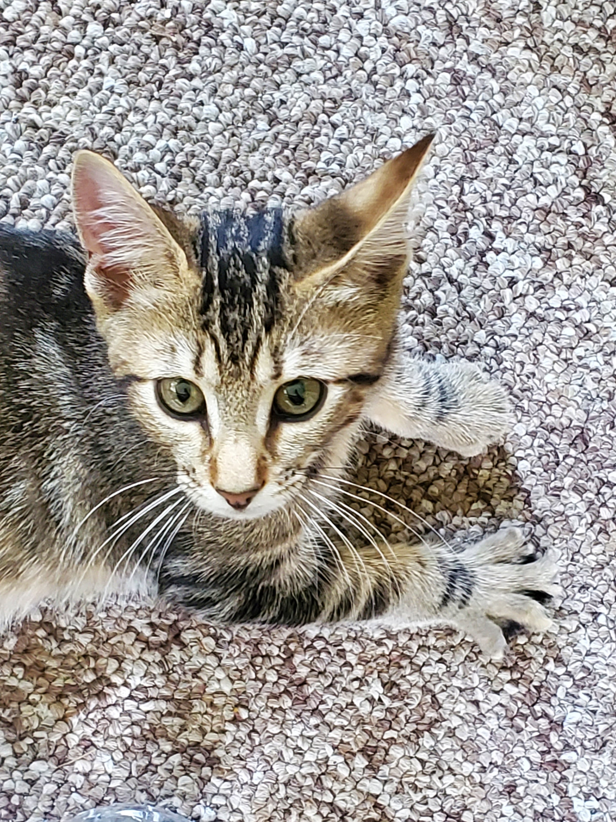 EddyAnne, the troublemaker