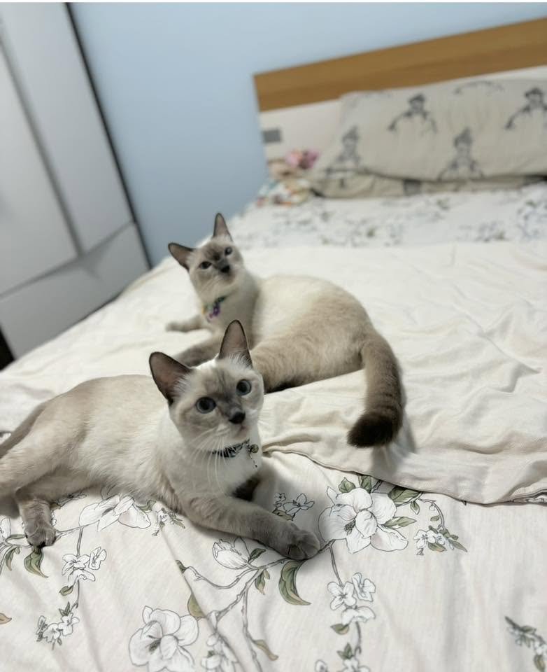 Alfie and Layla On The Bed
