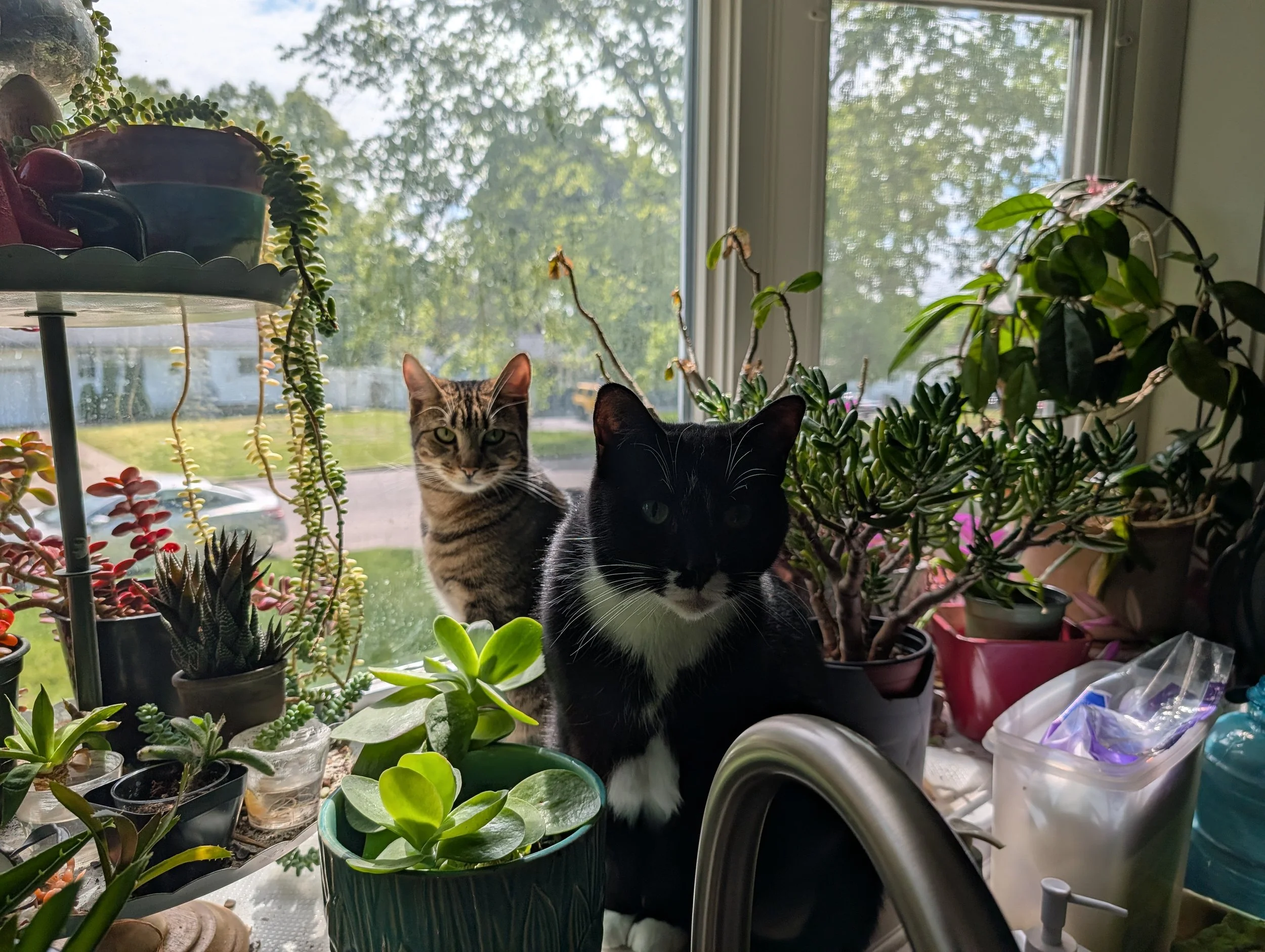 EddyAnne and Delilah and my plants