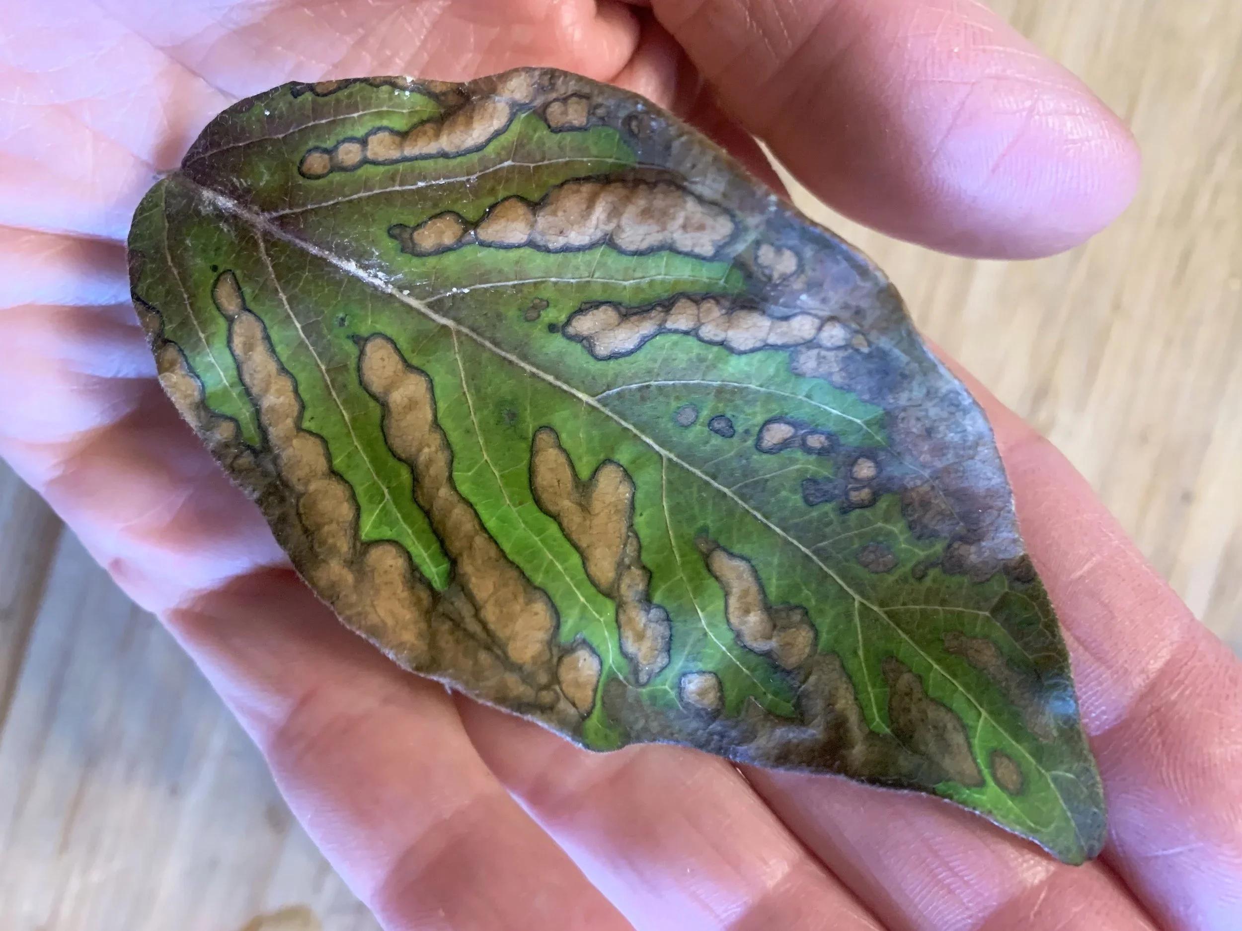 Wonder Round (November 18-24, 2018)