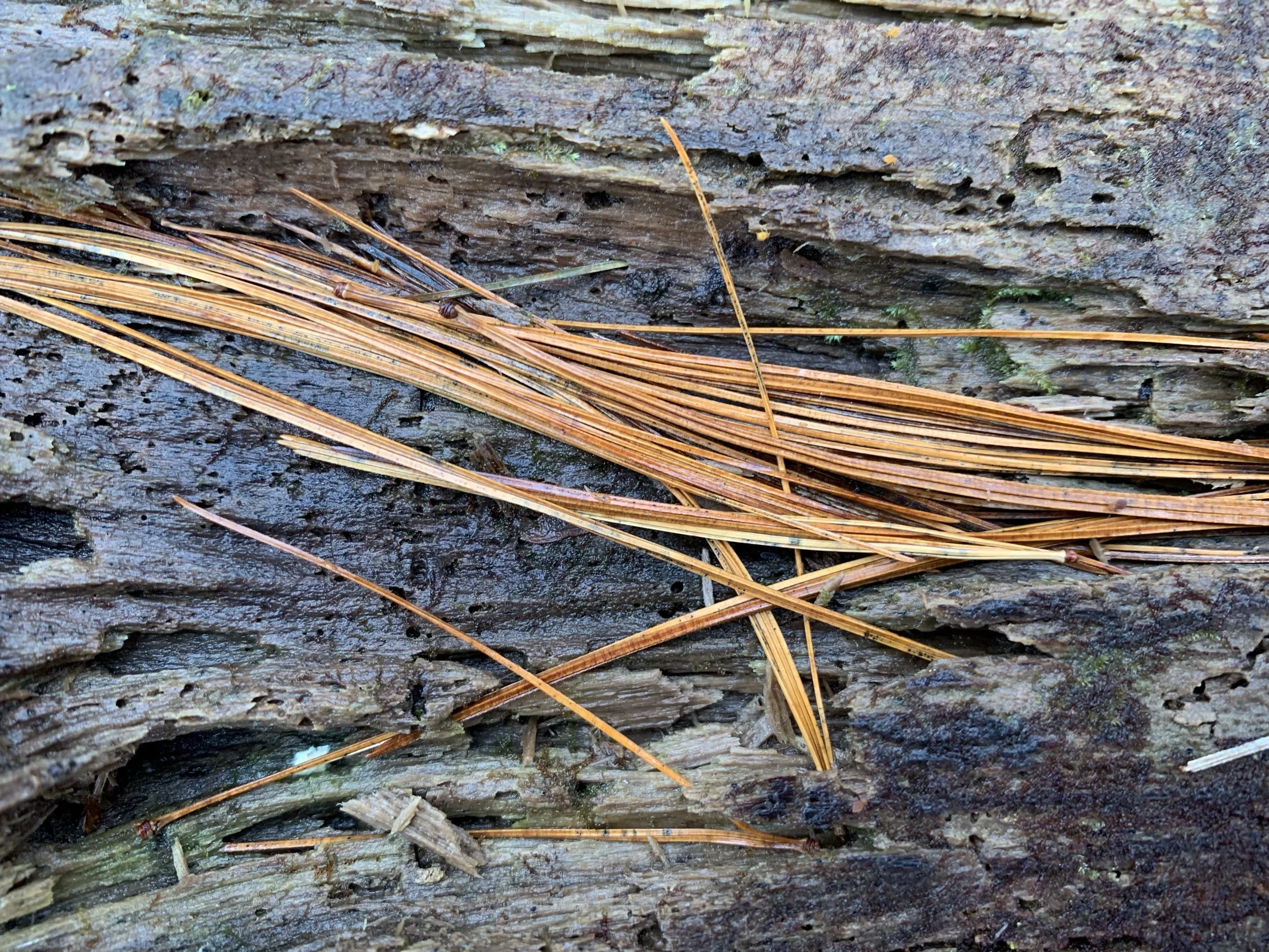 Wonder Round (February 3-9, 2019)