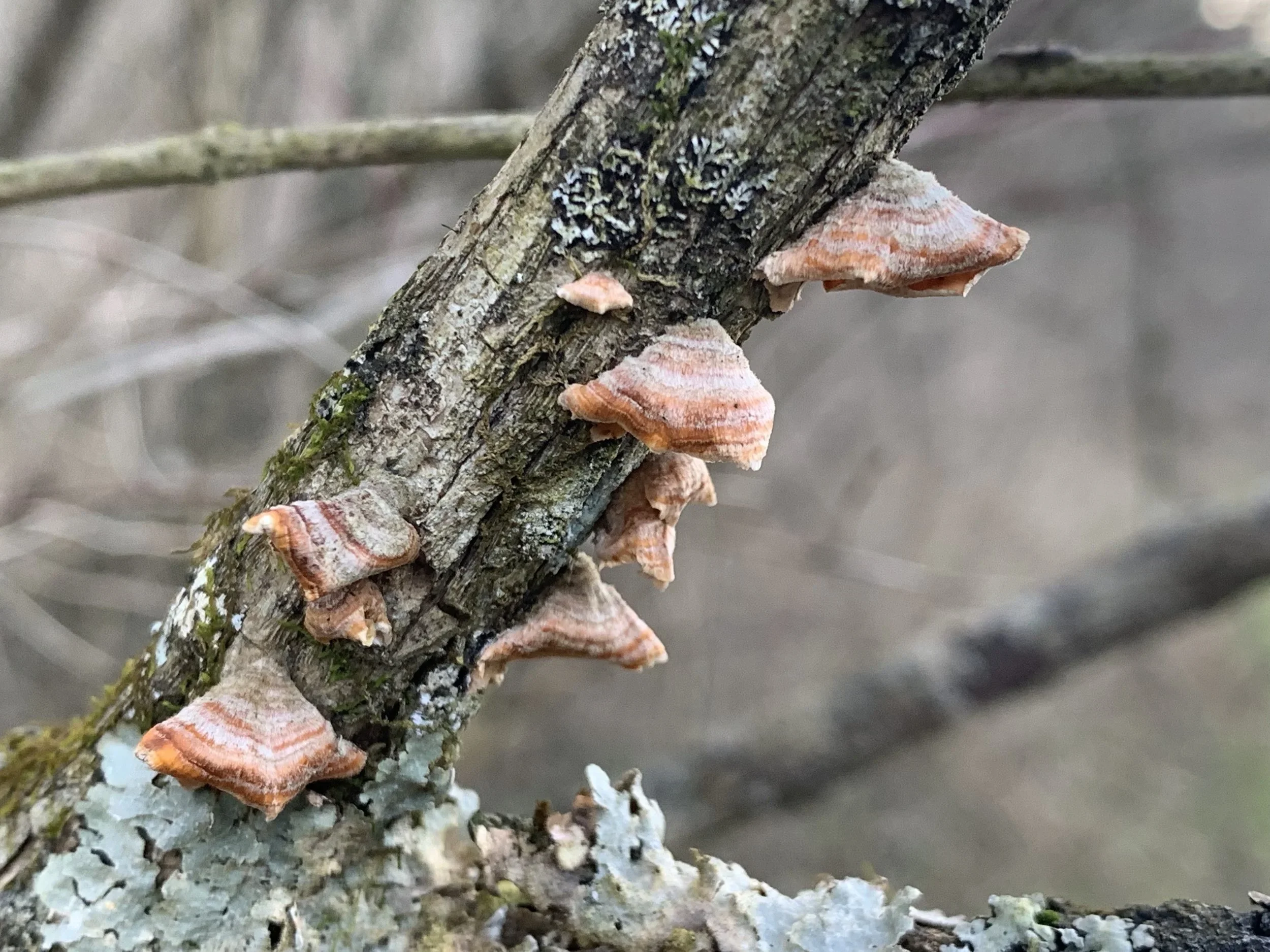 Wonder Round (February 10-16, 2019)