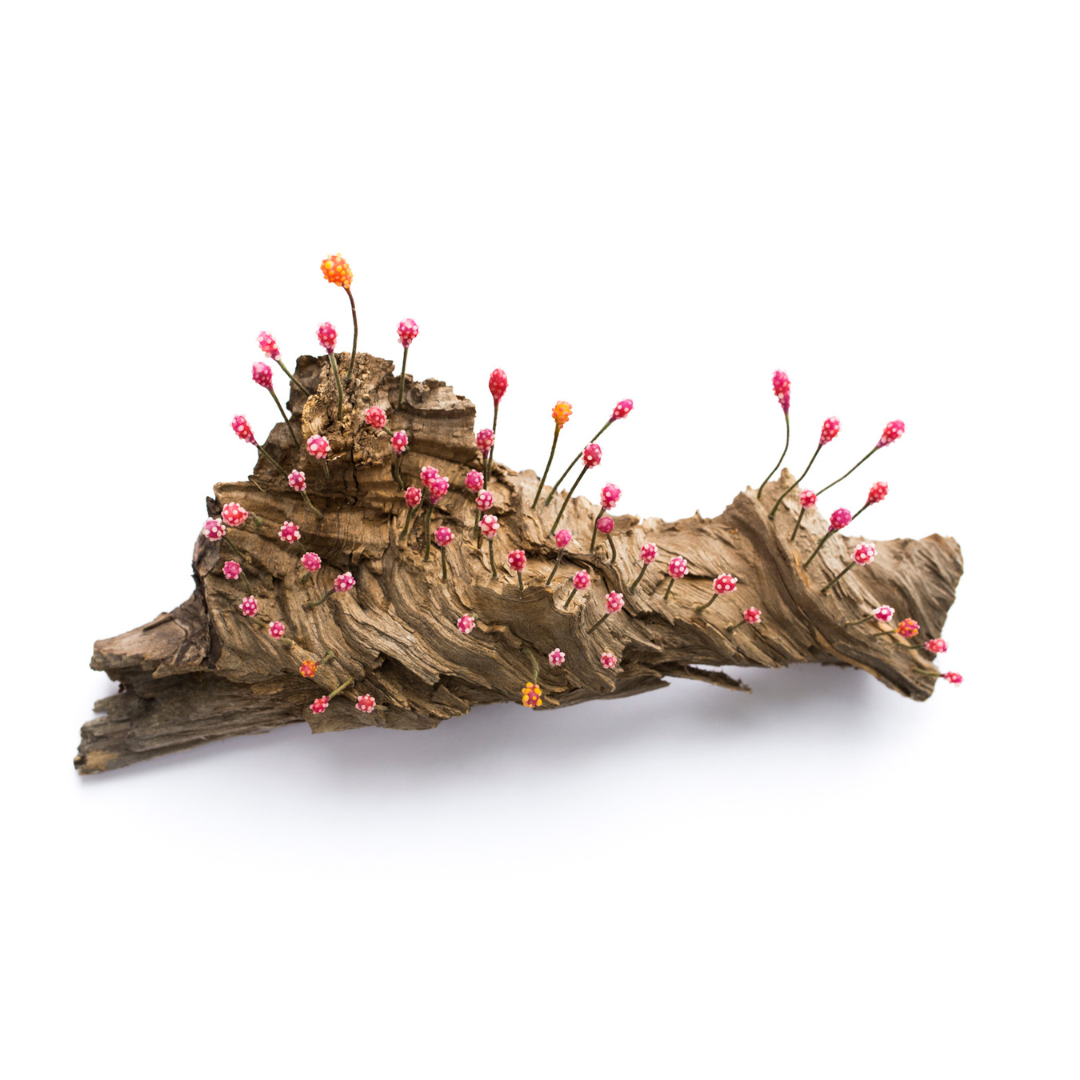"Tiny Forests In A Big World"