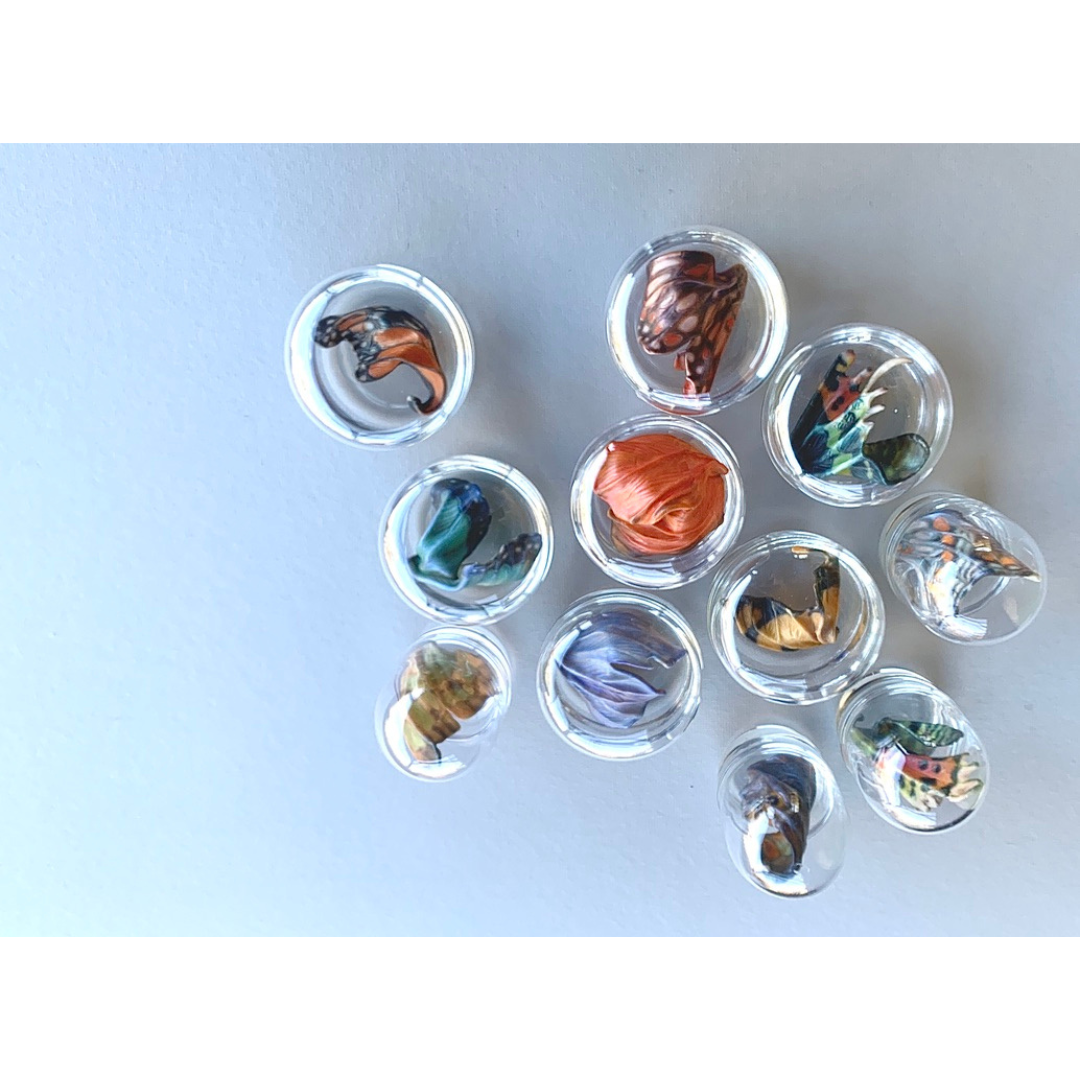 "Metamorphosis Globes"
