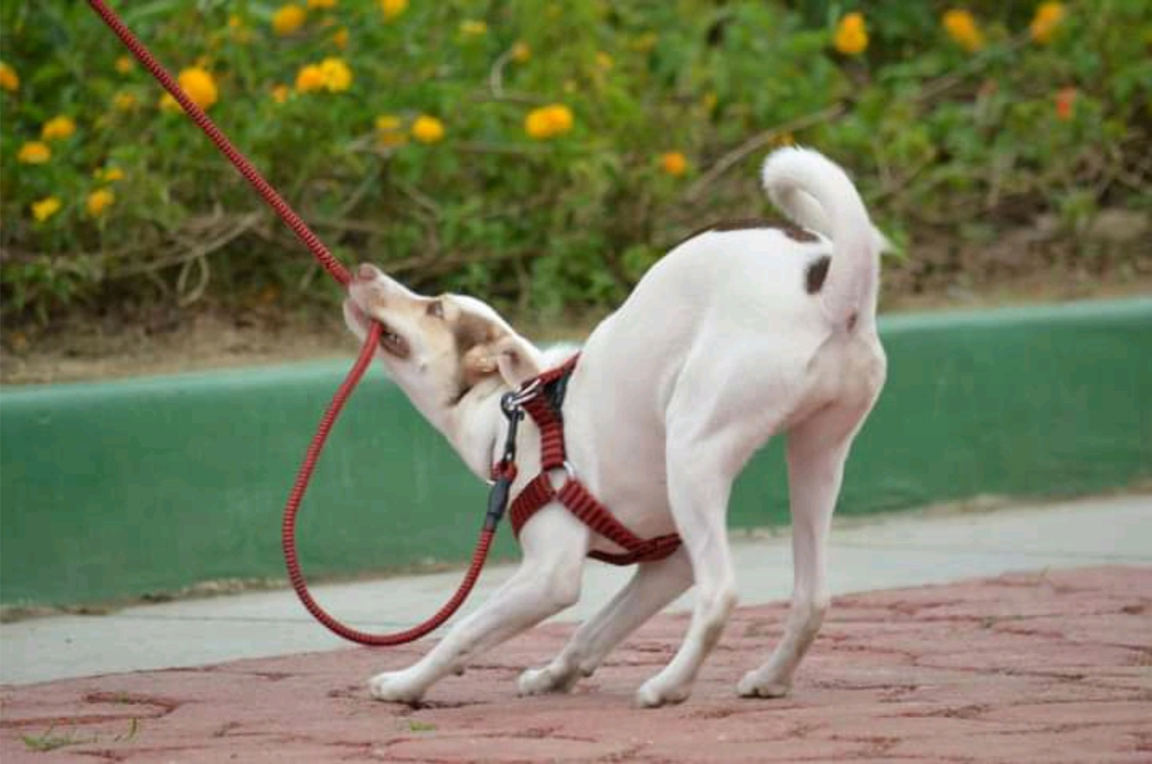 Dog pulling on leash, illustrating frustration rather than a power struggle