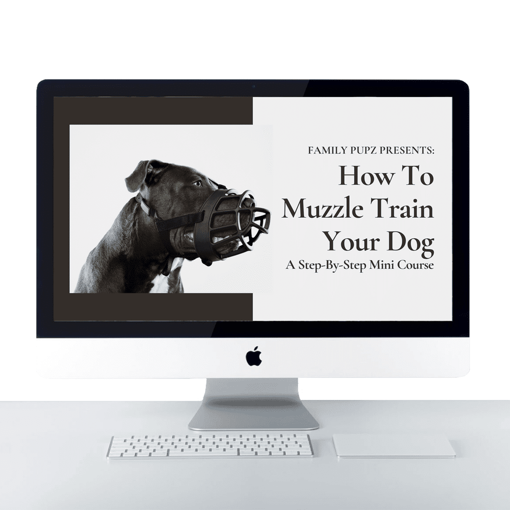 How To Muzzle Train Your Dog: A Step-By-Step Mini Course
