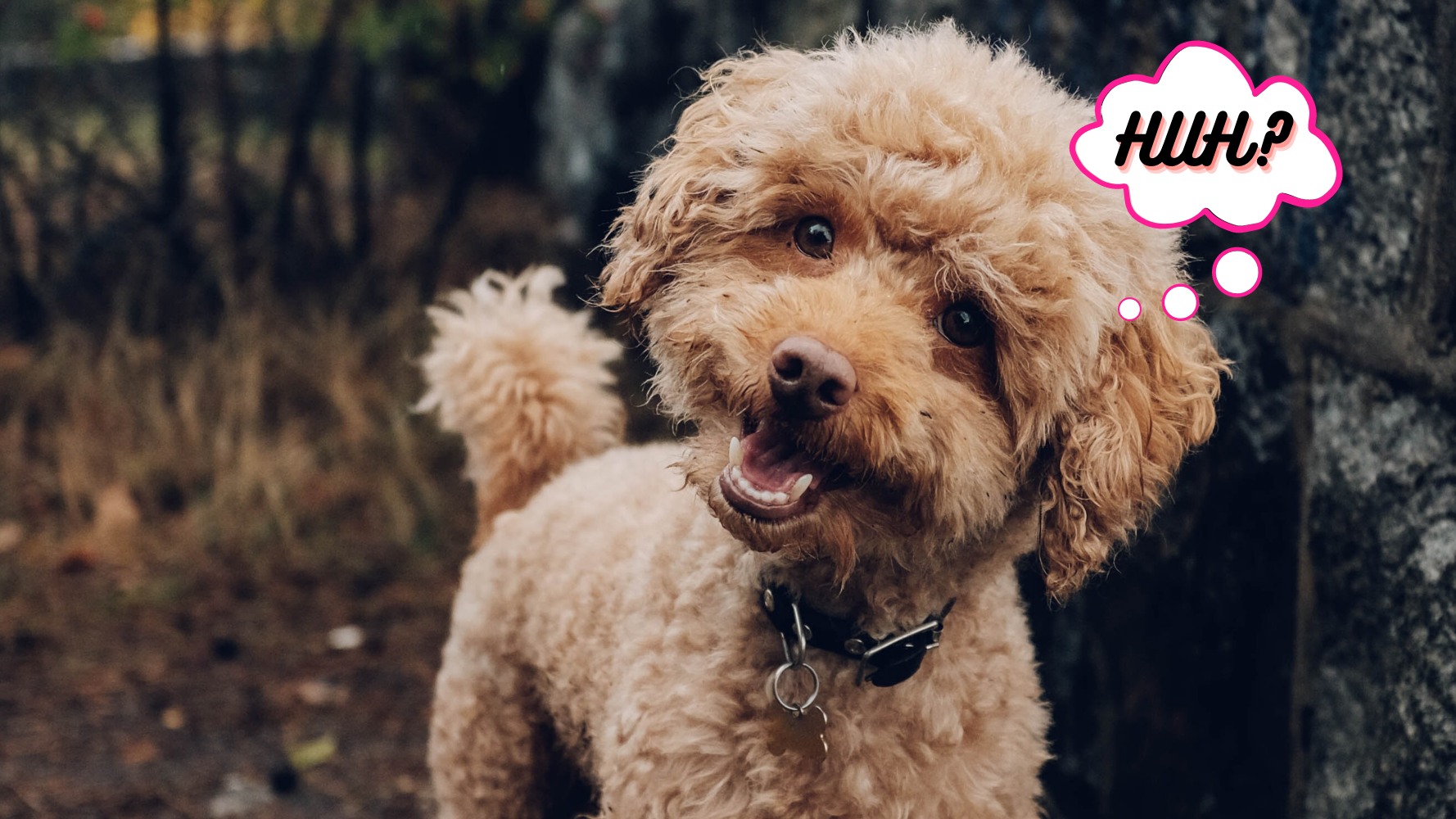 Your Dog Doesn't Understand English