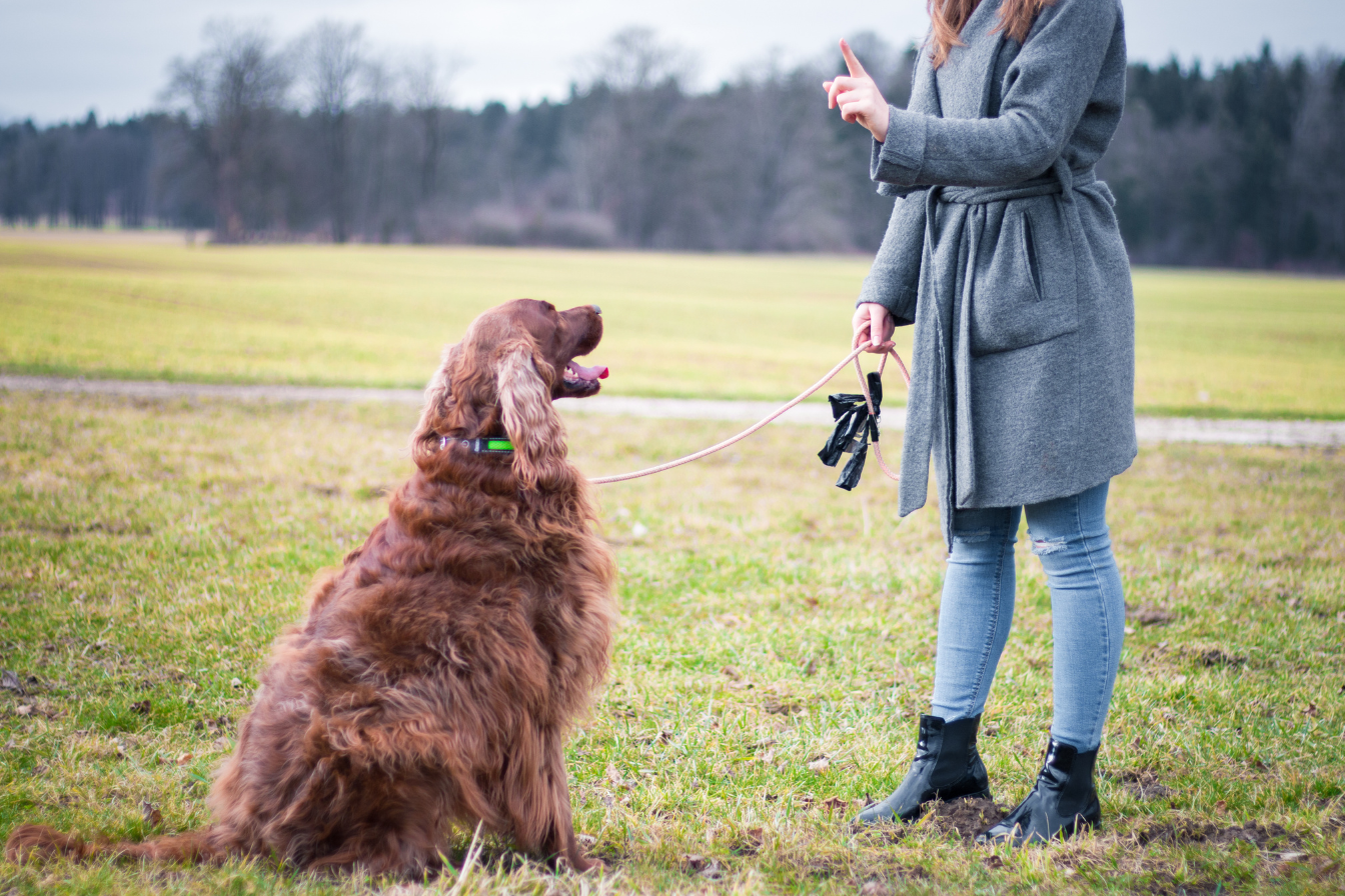 Why Won’t My Dog Listen To Me? (The Real Reason Your Dog Ignores You)