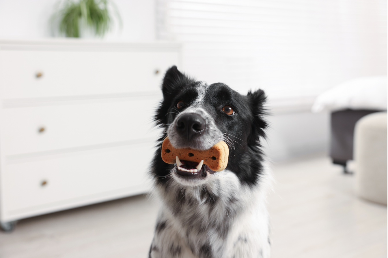 Why Does My Dog Only Listen When I Have Treats? (And How To Fix It)