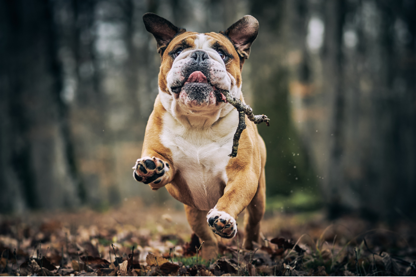 Why Does My Dog Listen At Home But Not Outside?