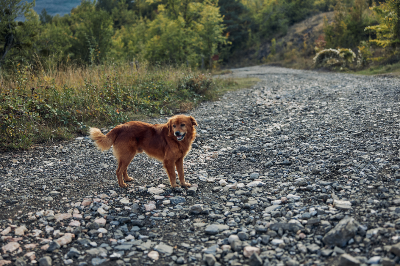 Why Your Dog ‘Knows’ What To Do — But Won’t Do It