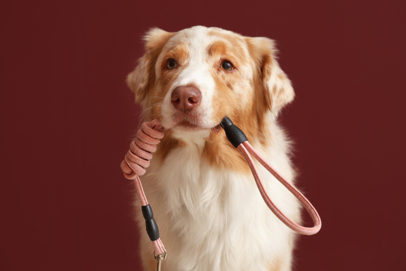 What Most People Get Wrong About Off-Leash Training