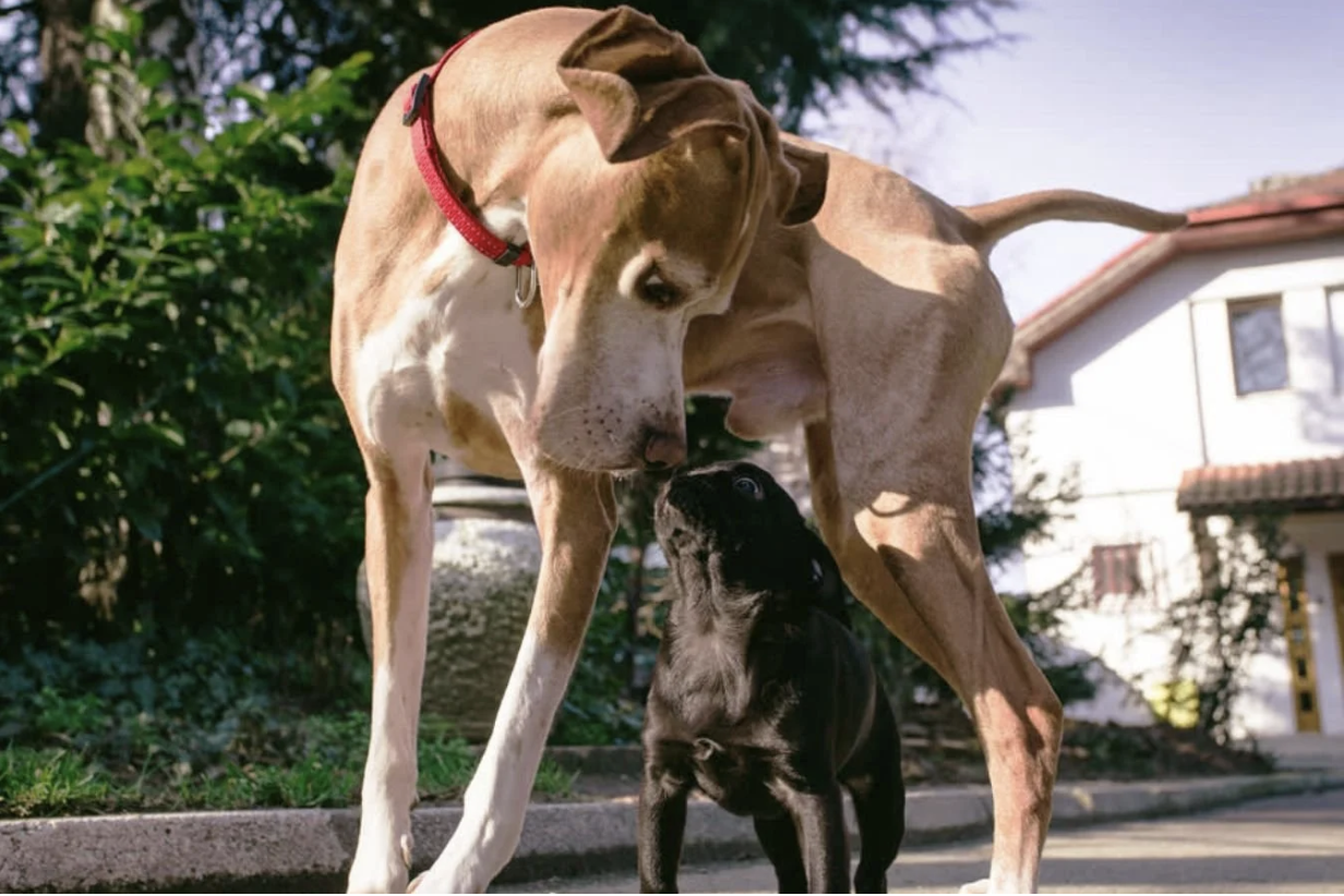 Should I Let My Puppy Meet Every Dog On Walks?