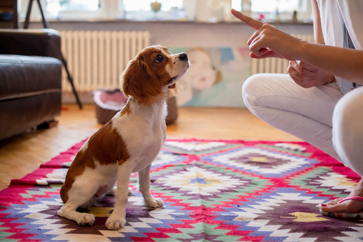 When Should I Start Training My Puppy?