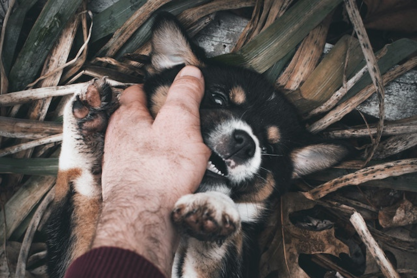 How To Train Your Puppy Not To Bite You