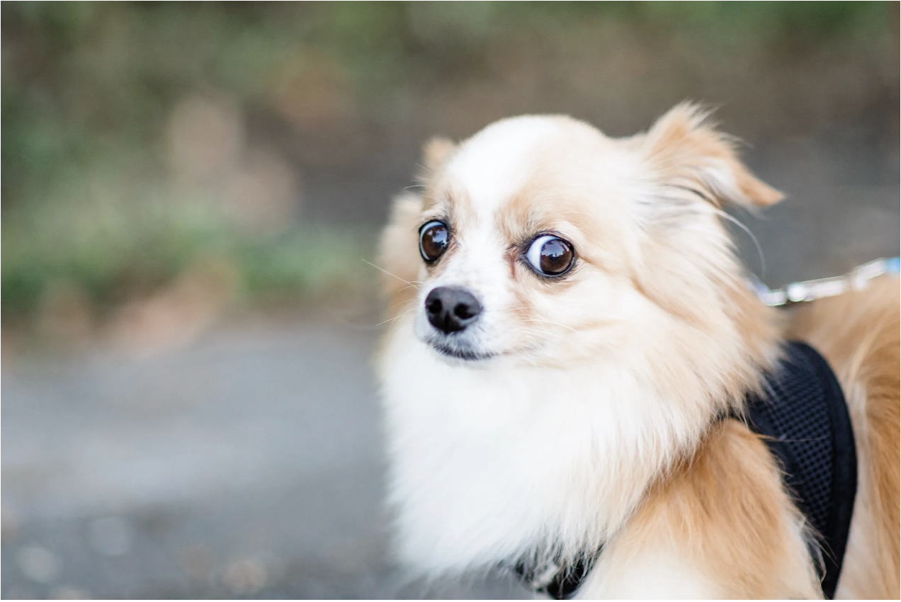 4 Training Techniques To Help Your Fearful/Stressed Dog