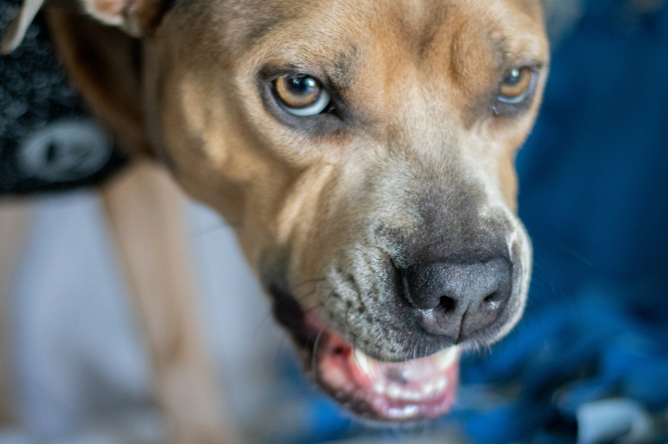 “My Dog Growled At My Baby. Does This Mean I Have To Rehome Him?”