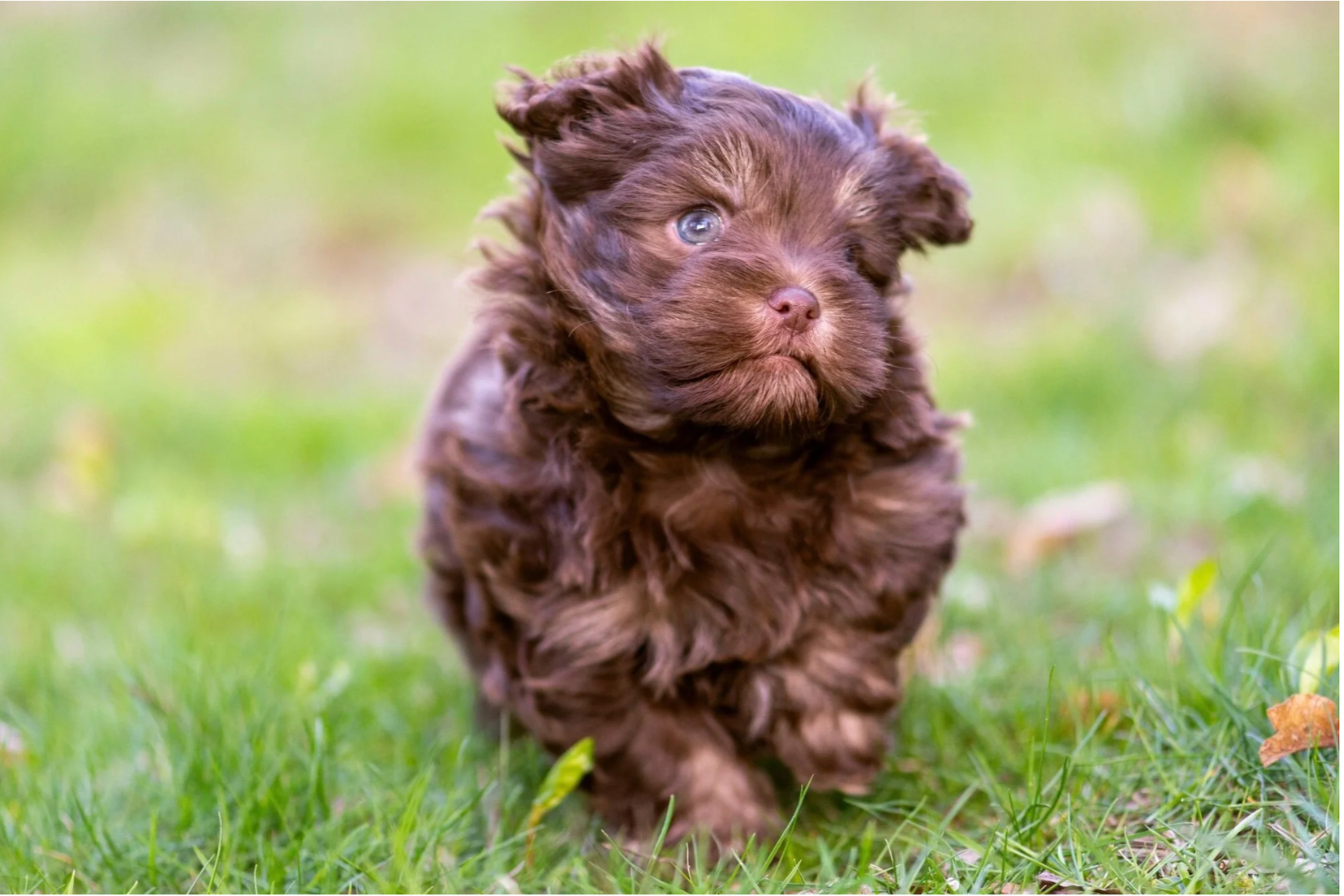 How To Socialize Your New Puppy