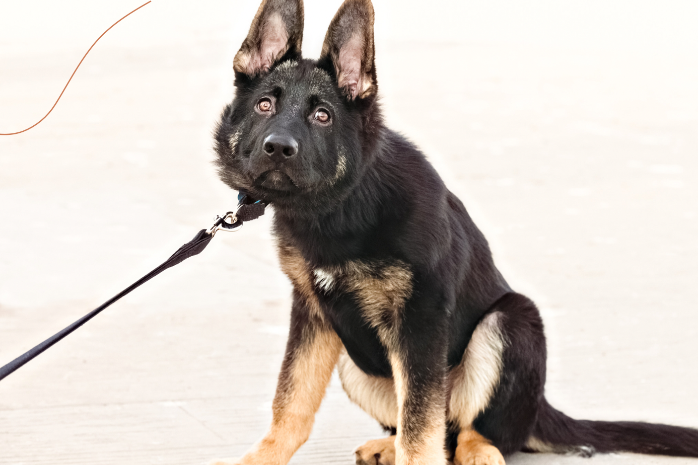 How to Train Your Puppy Not To Lunge Towards Other Dogs and People