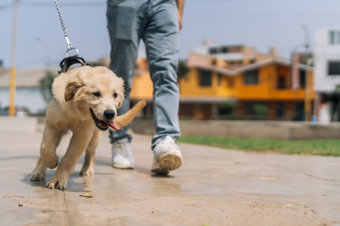 How Do I Stop My Dog from Pulling on the Leash?
