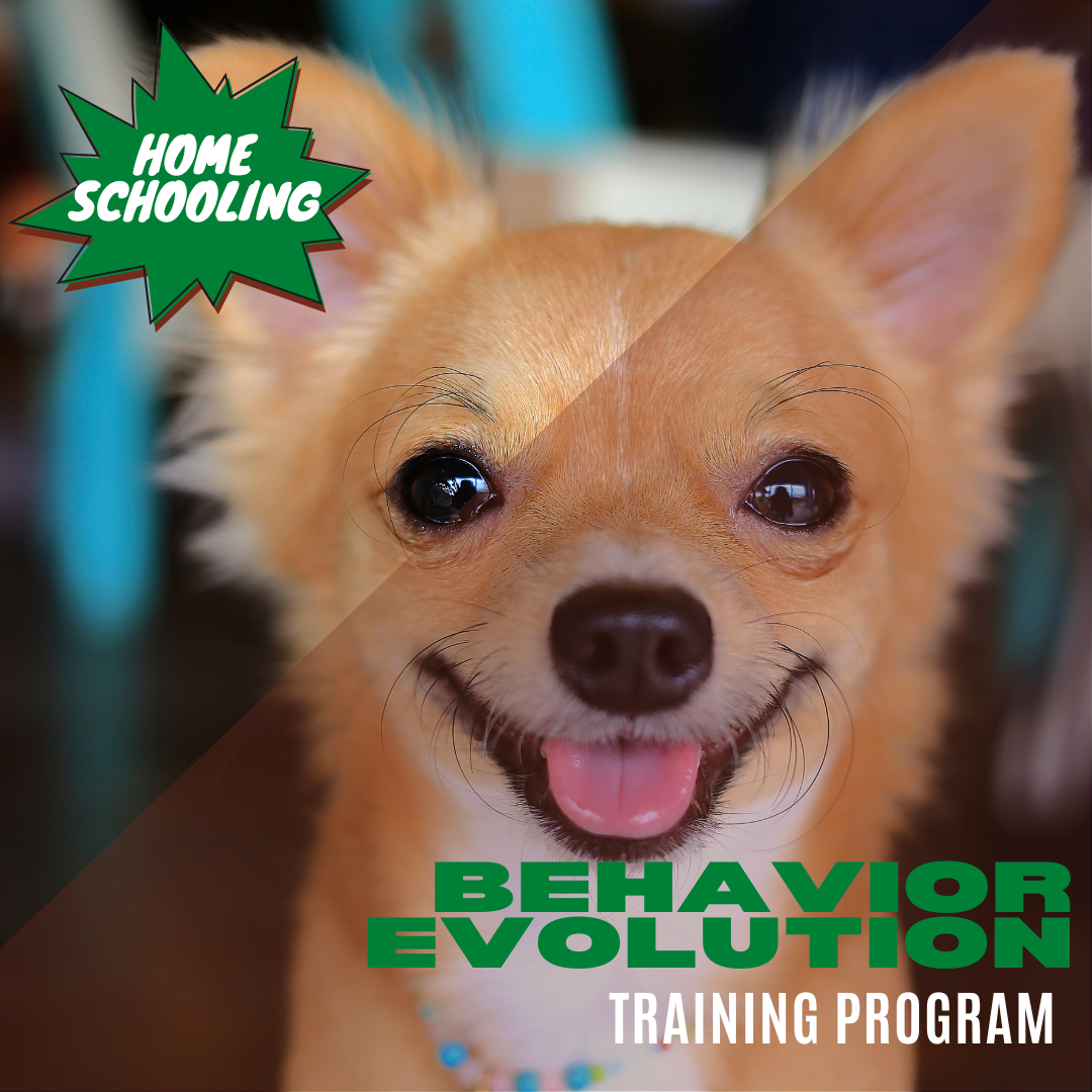 12 sessions homeschooling (1).png