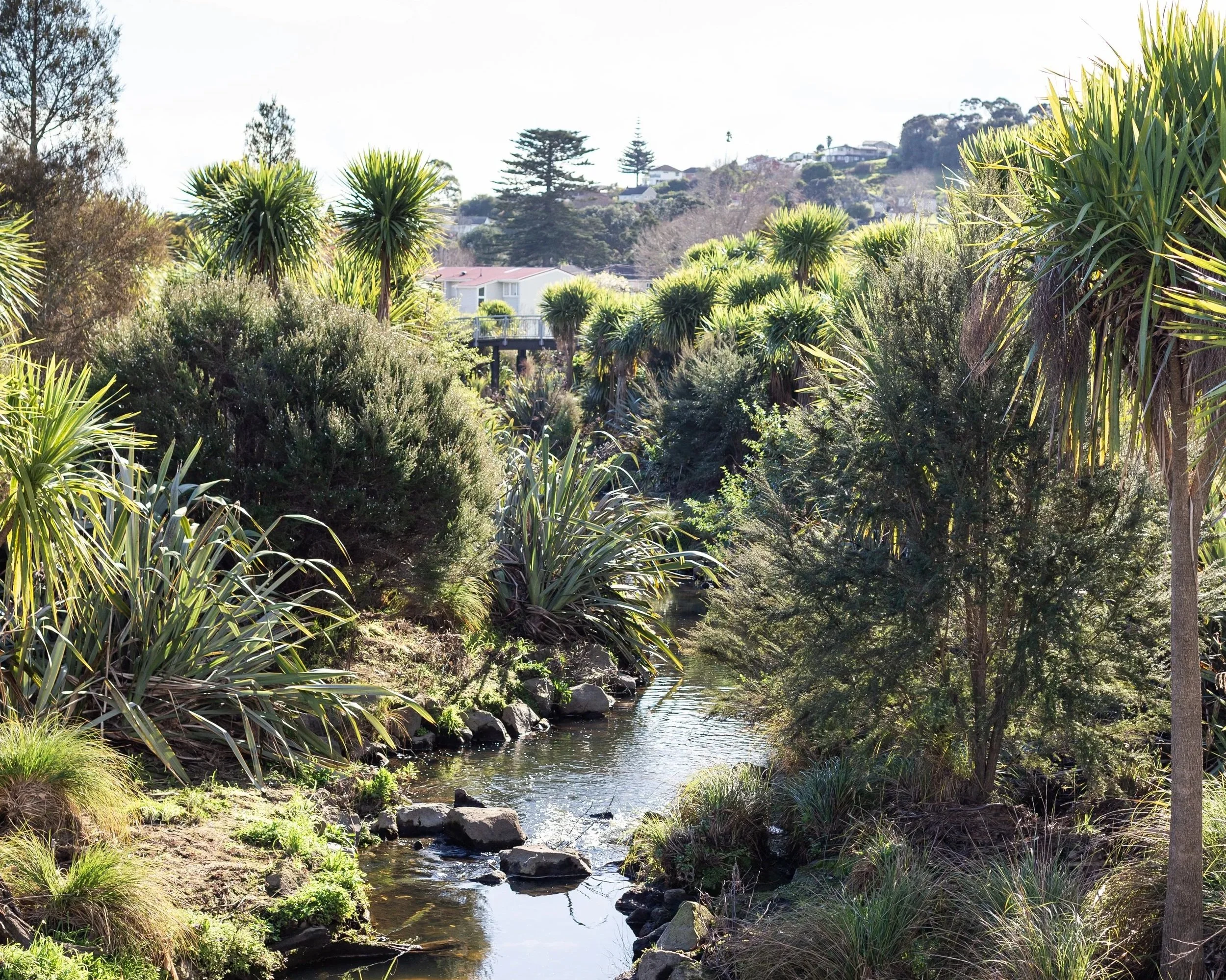 A stream surrounded by native trees and shrubs, with a glimpse of housing behind a footbridge in the background