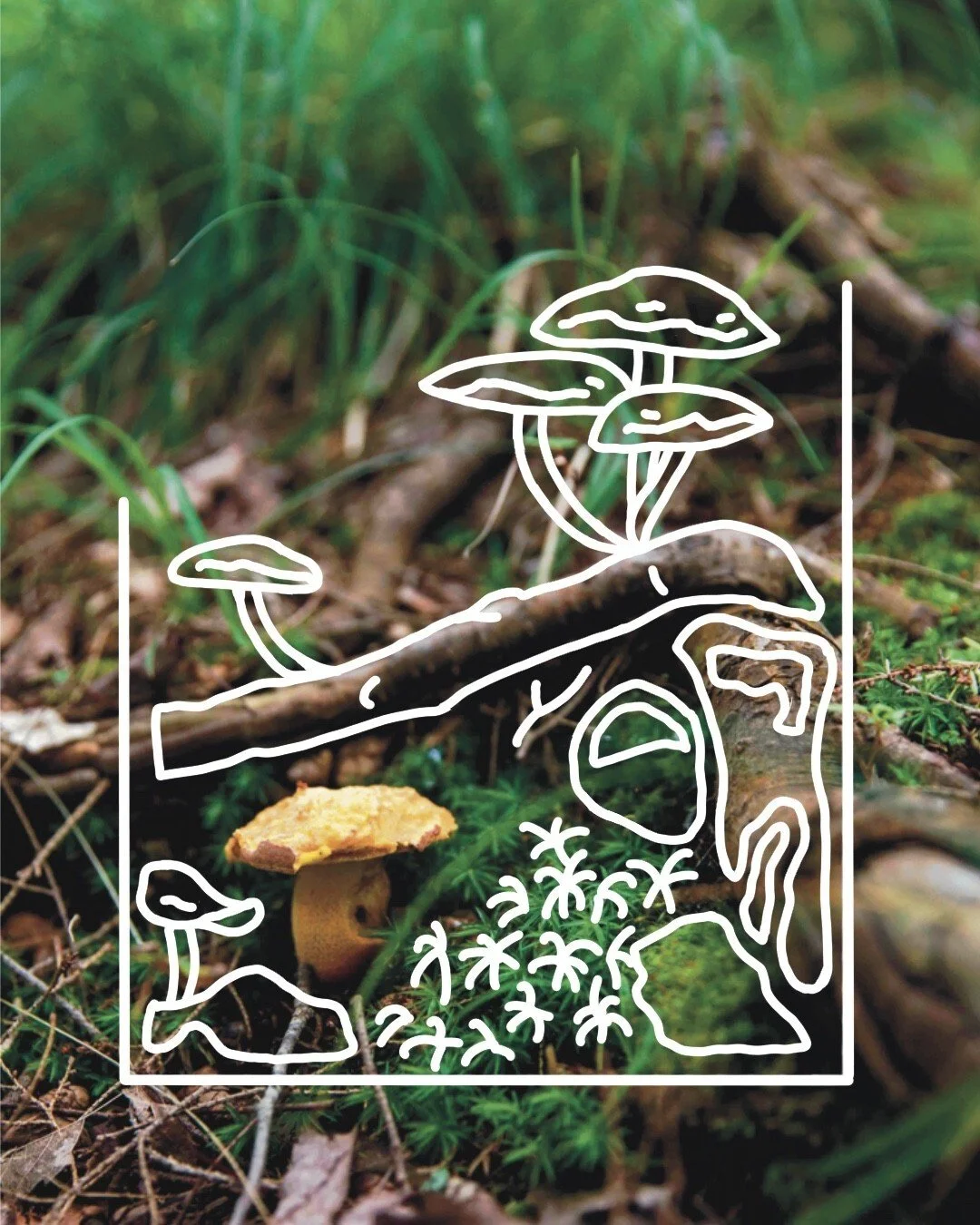 thumbnail_Mushrooms.jpg