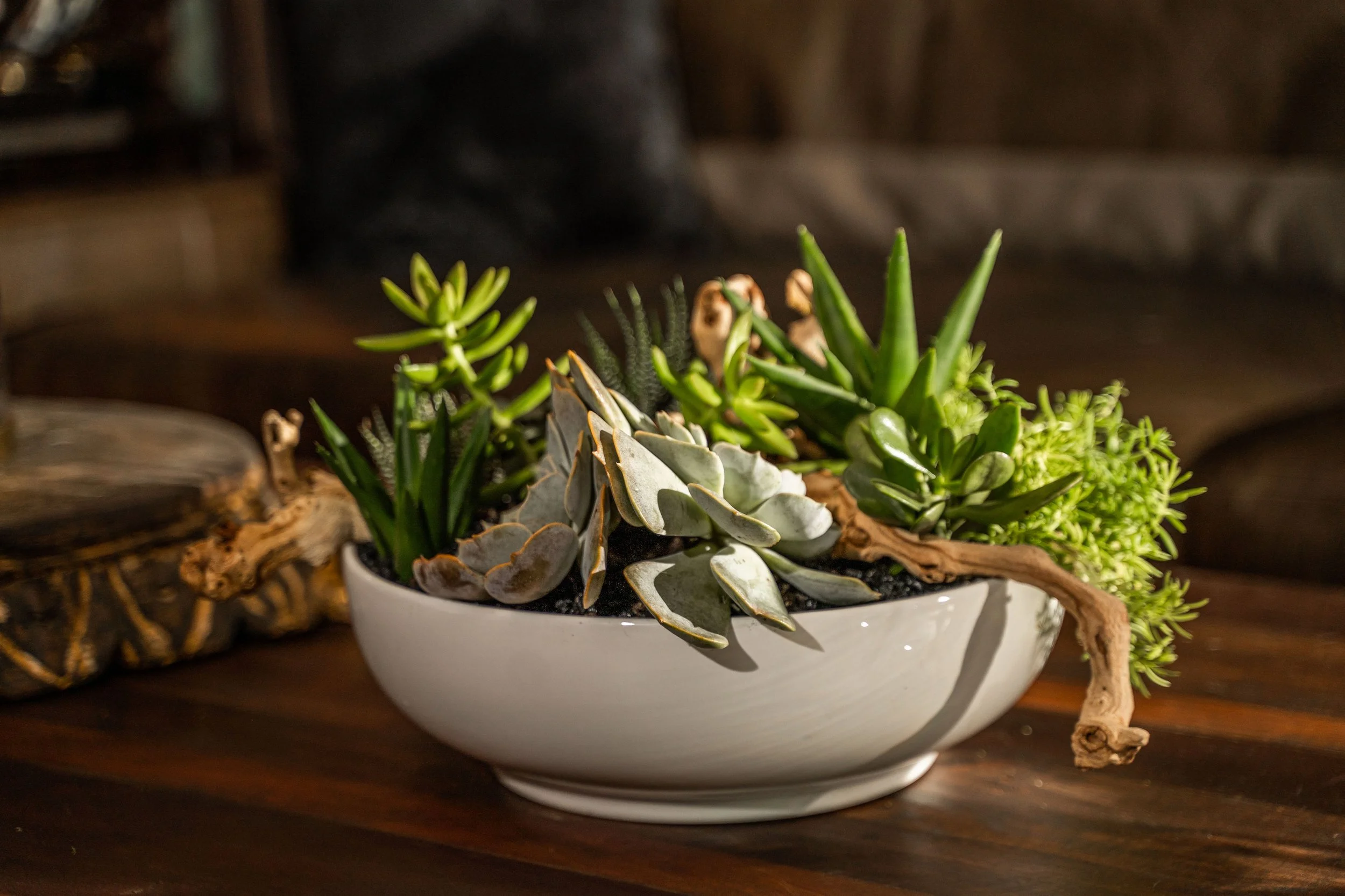 Succulent Garden