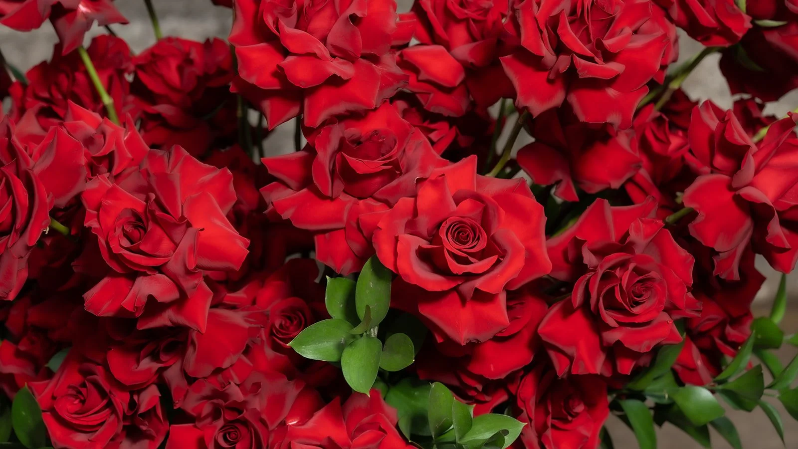 100 reflexed roses arranged in a full, sculptural and romantic floral composition with open blooms