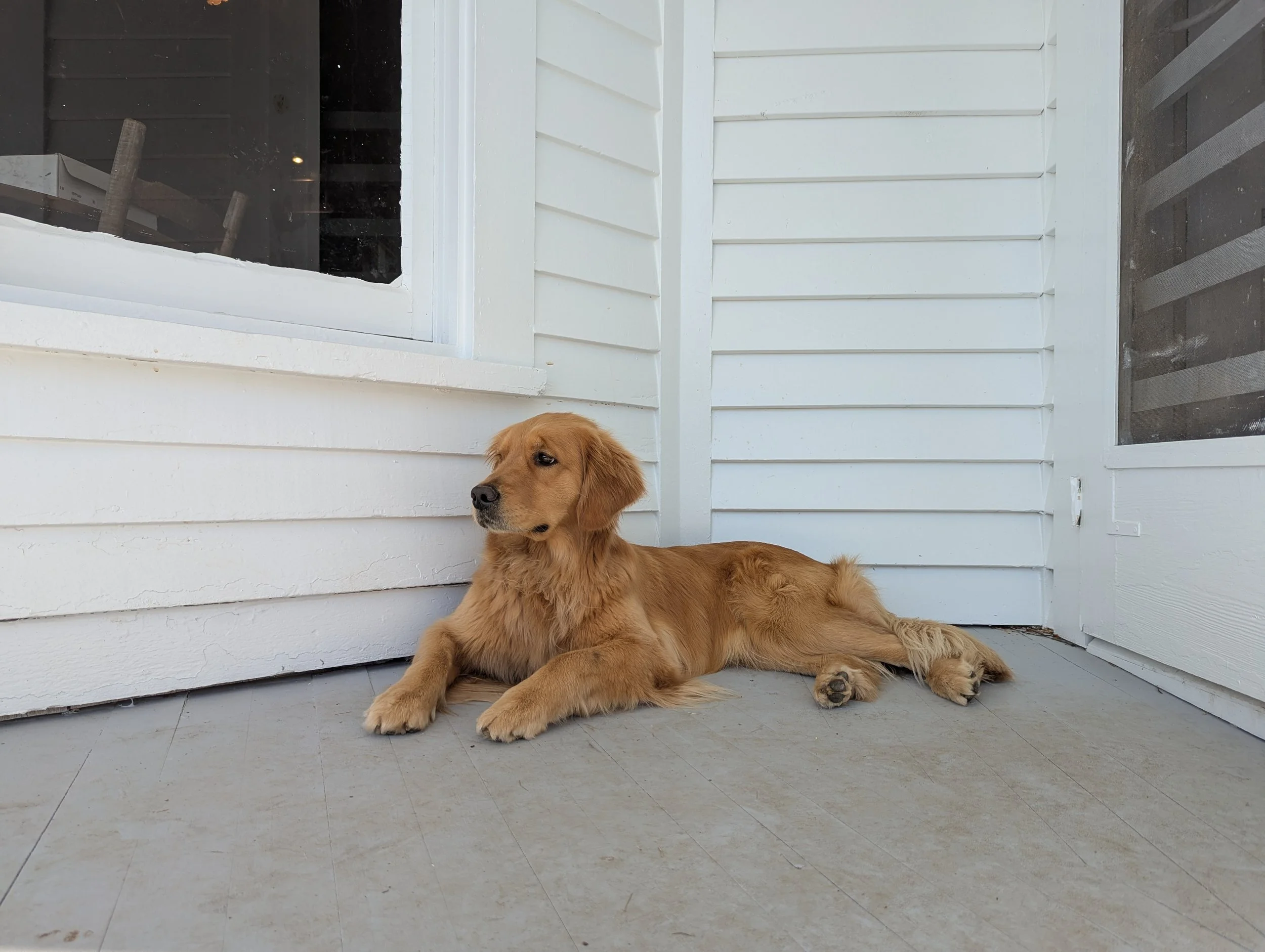 Golden retriever puppy lying on a porch floor, resting against a white wall and near a window.
