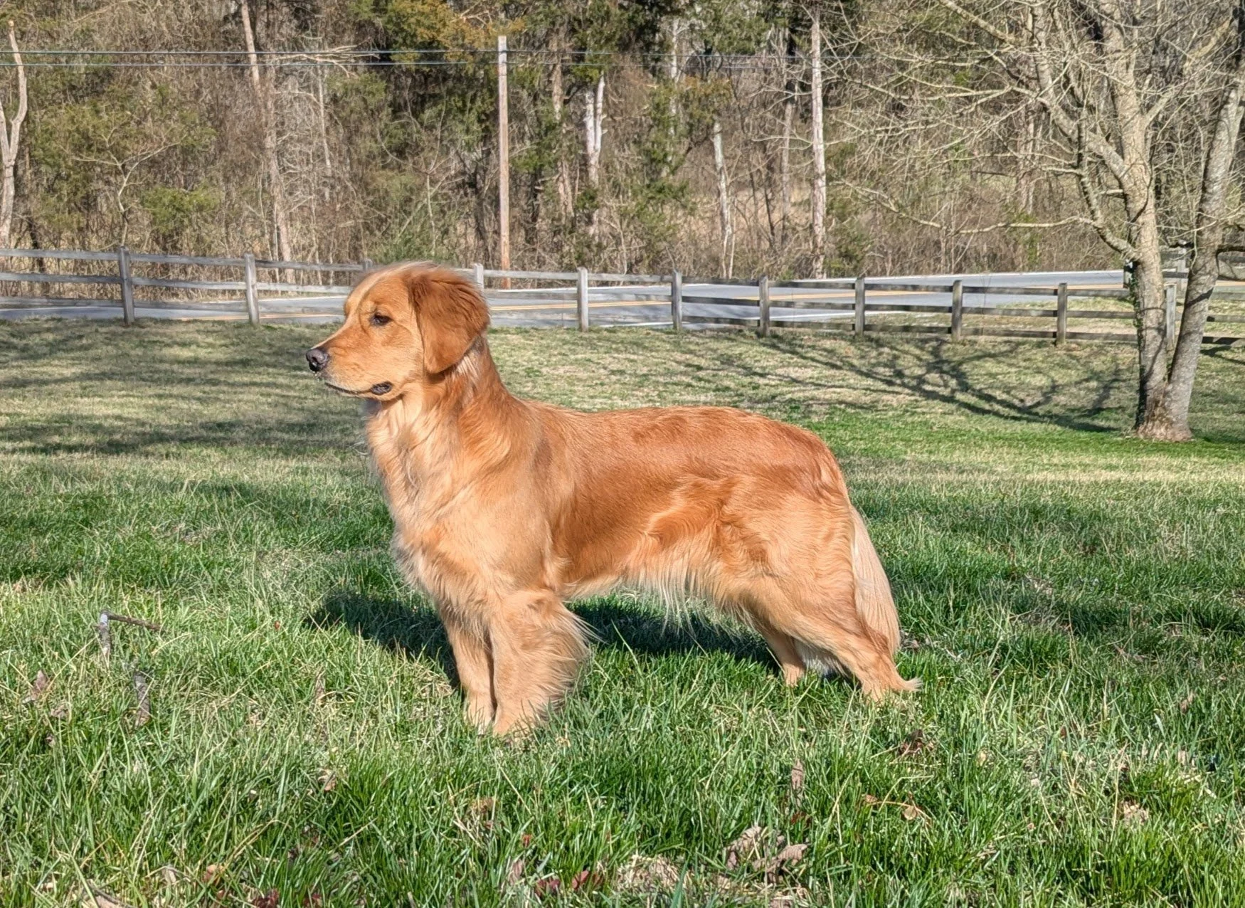 Golden retriever puppy standing on a grassy field with a wooden fence and trees in the background on a sunny day.
