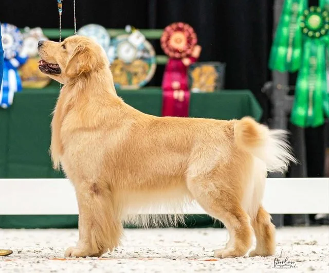 Golden retriever dog standing in a show ring with ribbons and awards in the background.
