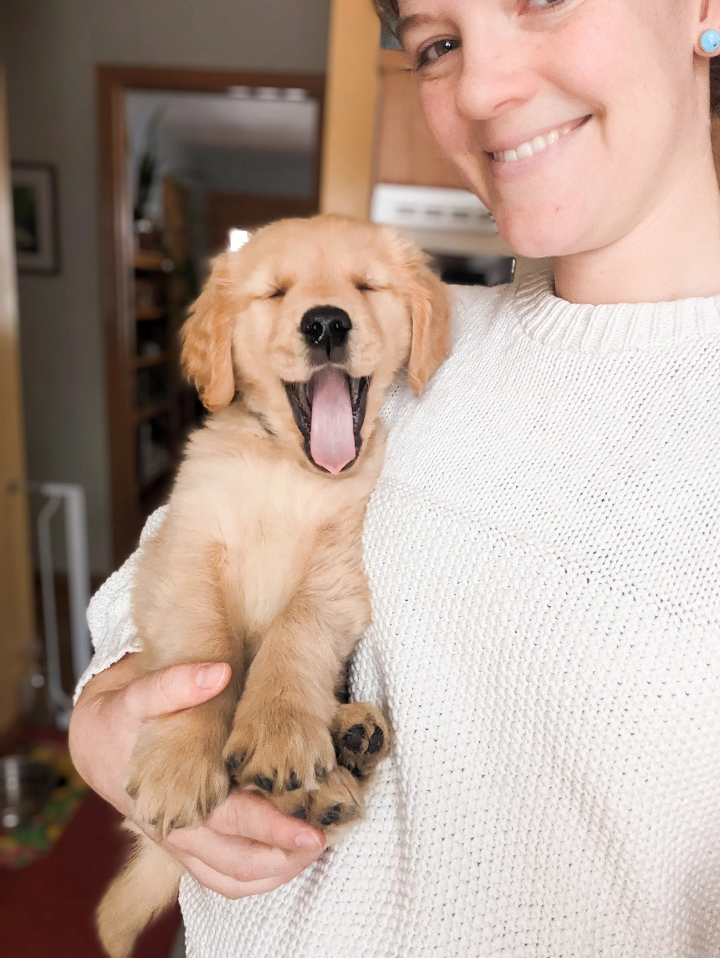 Yawning golden puppy is shown being held by the well rated breeder of this dog. This cute puppy is an example of the types of puppies available from this reputable breeder.