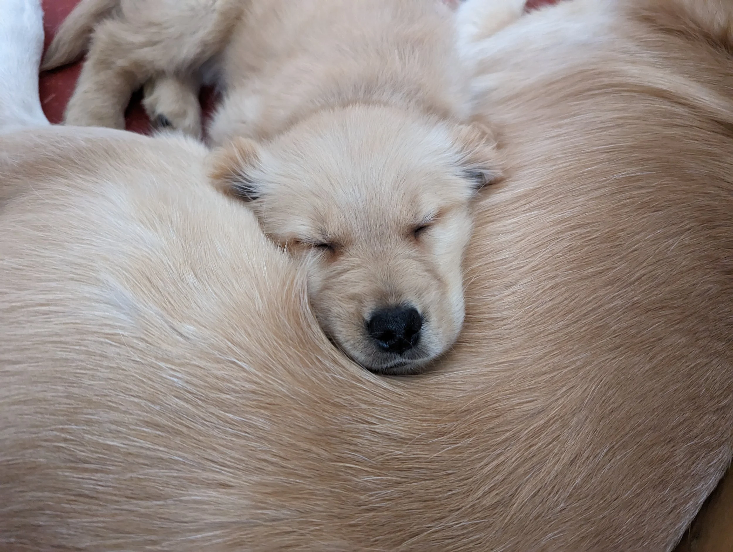 An adorable golden retriever is shown here resting on another dog. The breeder from middle Tennessee is showcasing a healthy puppy like the puppies available from an ethical breeder like this one