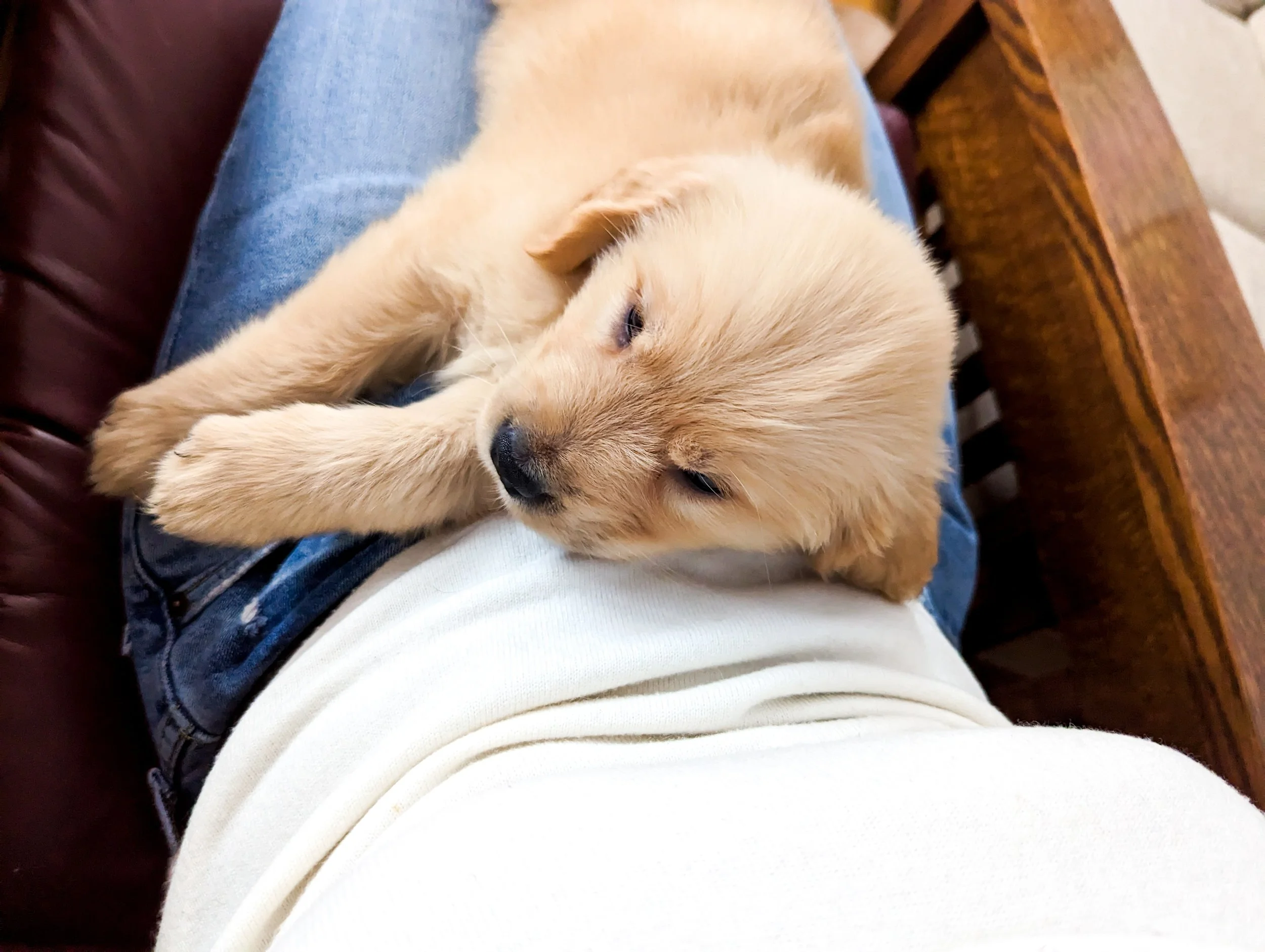 Picture is of a golden retriever puppy from an ethical responsible breeder in middle Tennessee. Puppy is from health tested parents, great with kids and other animals, and an adorable example of the golden retriever breed.