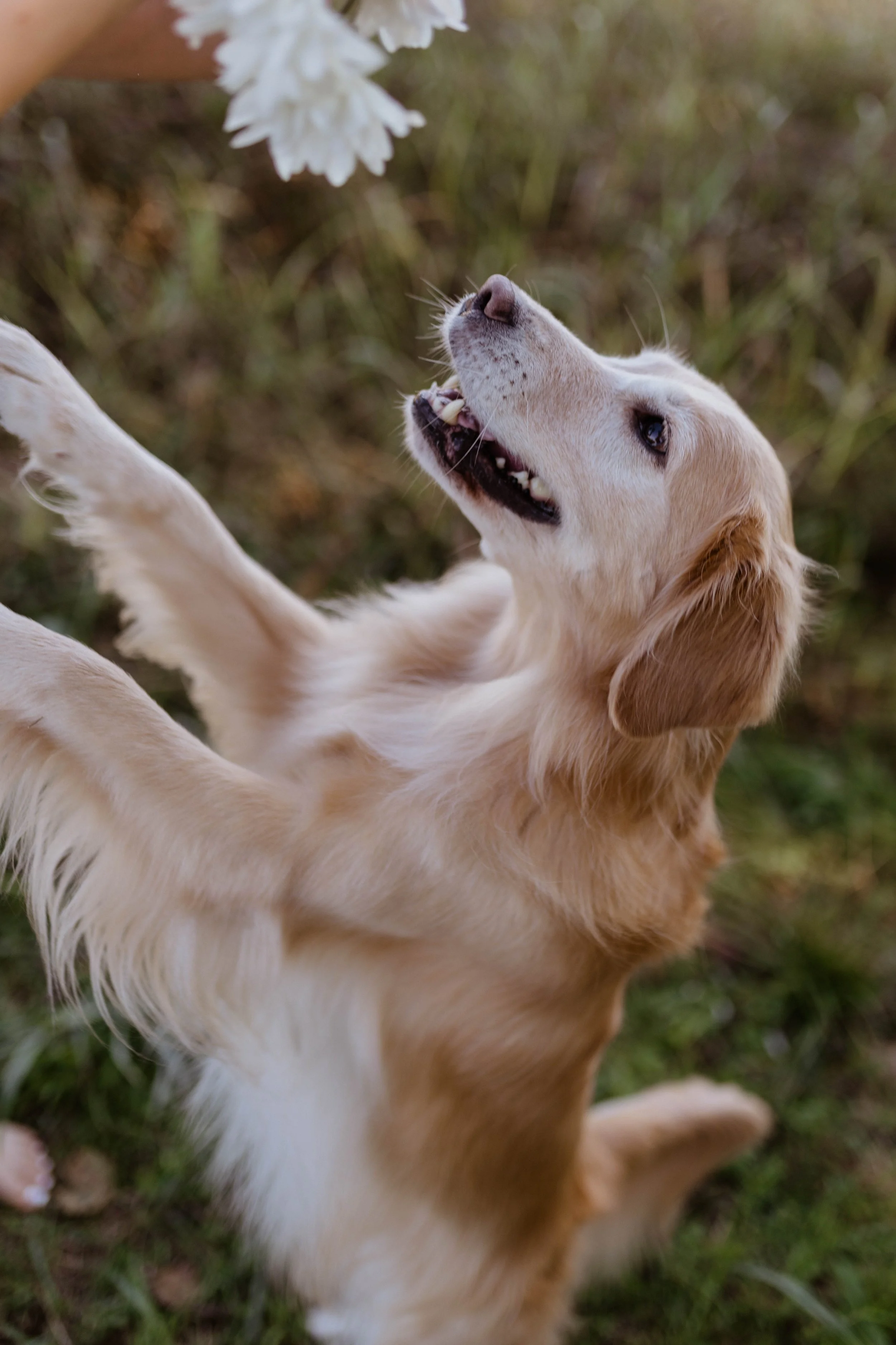 Golden retriever puppy playing outdoors, reaching up with its paws and looking upward.