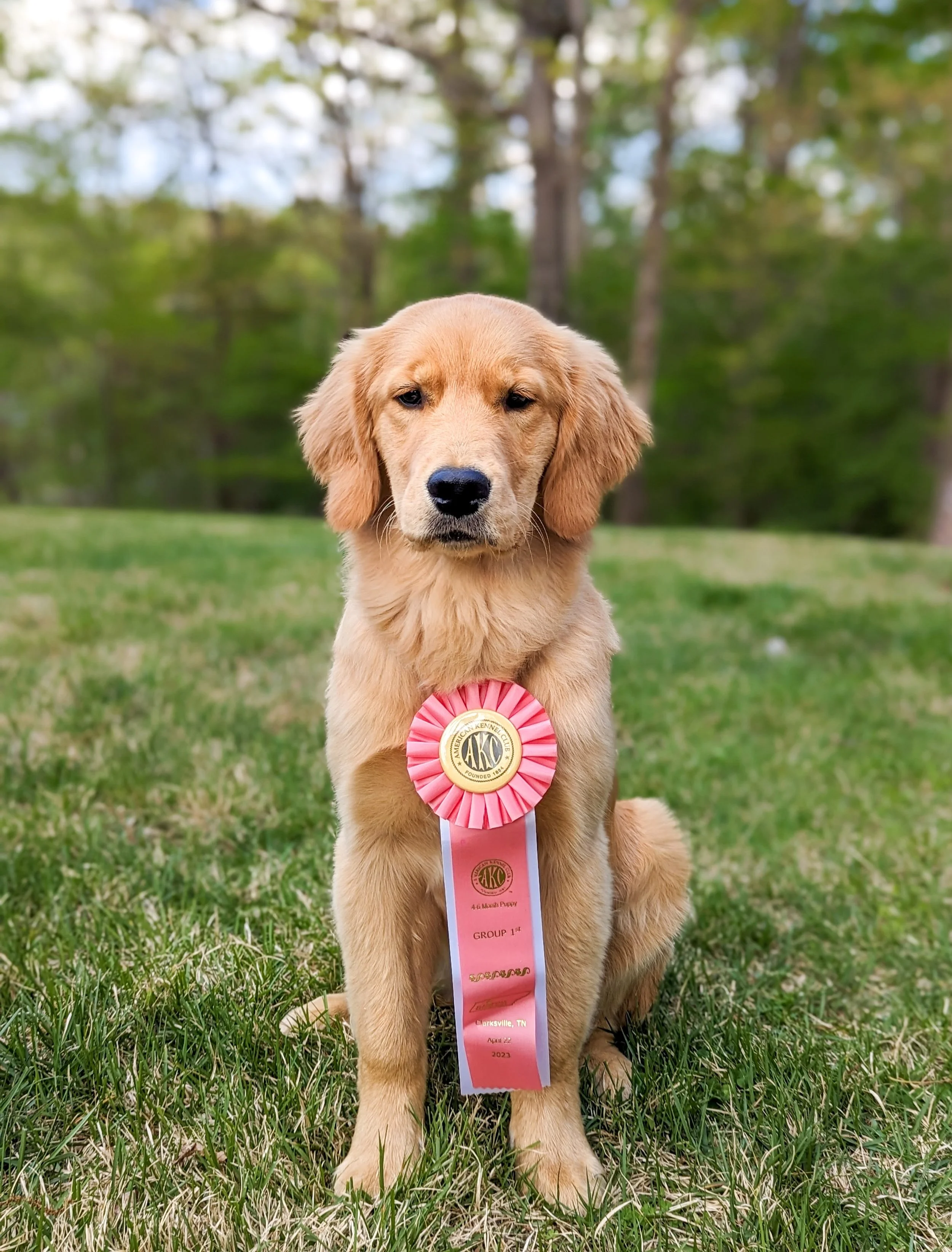 This beautiful golden retriever is shown wearing a ribbon from a performance competition called conformation. The dog won the best puppy in show class and won this green and pink ribbon.
