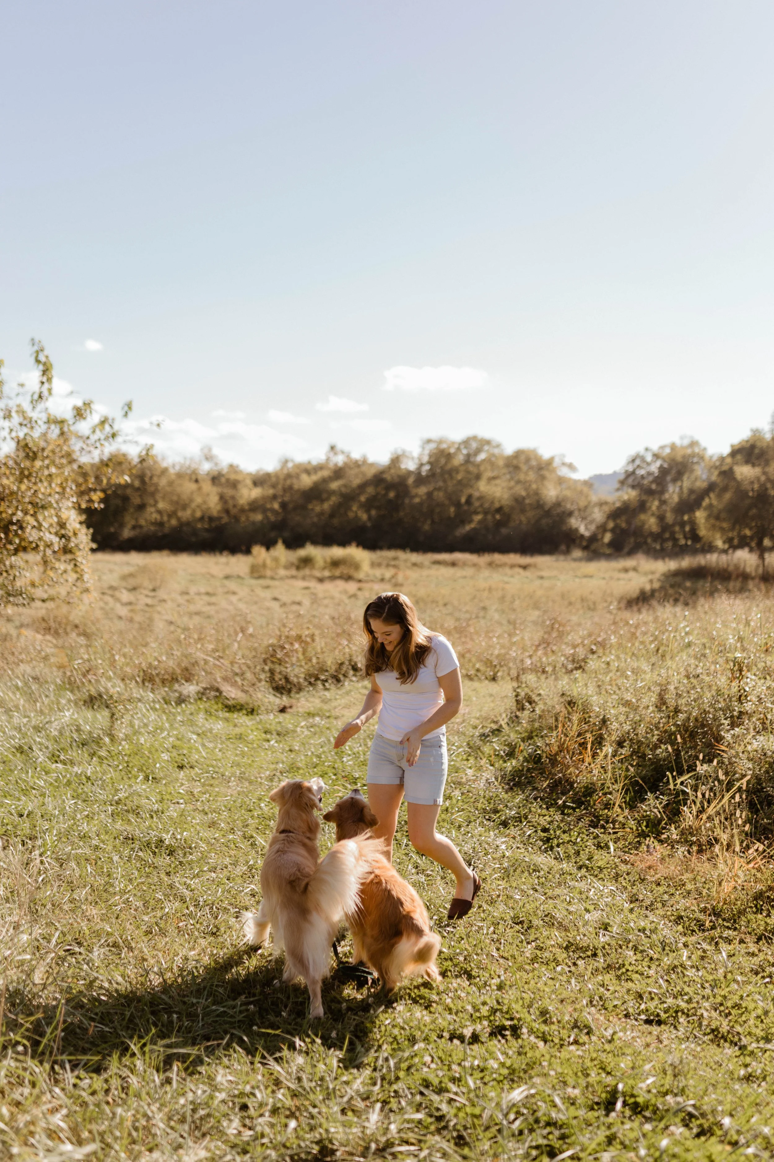 A woman playing fetch with two dogs on a grassy trail in a sunny, open field with trees in the background.