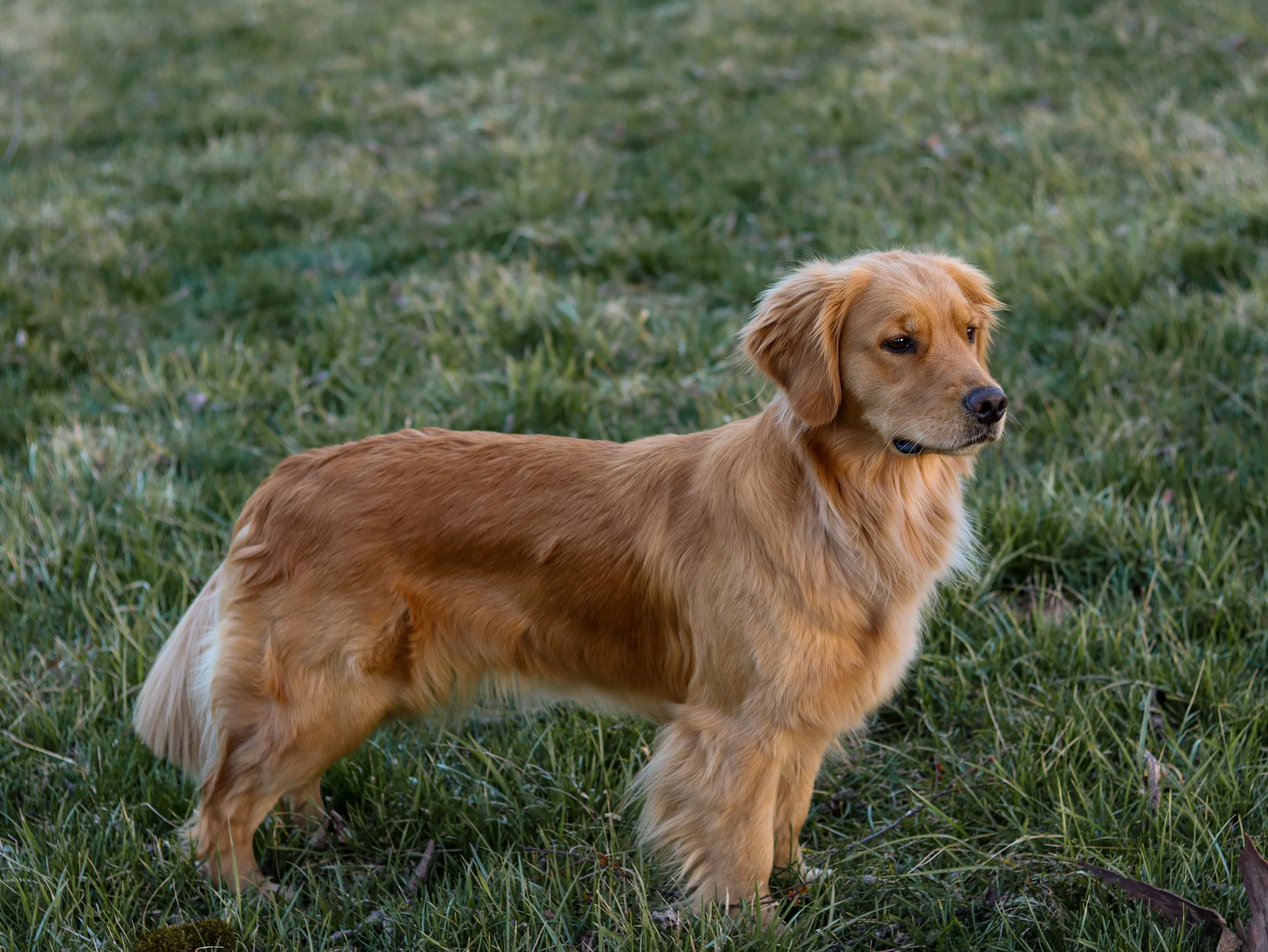 A golden retriever dog standing in a grassy field.