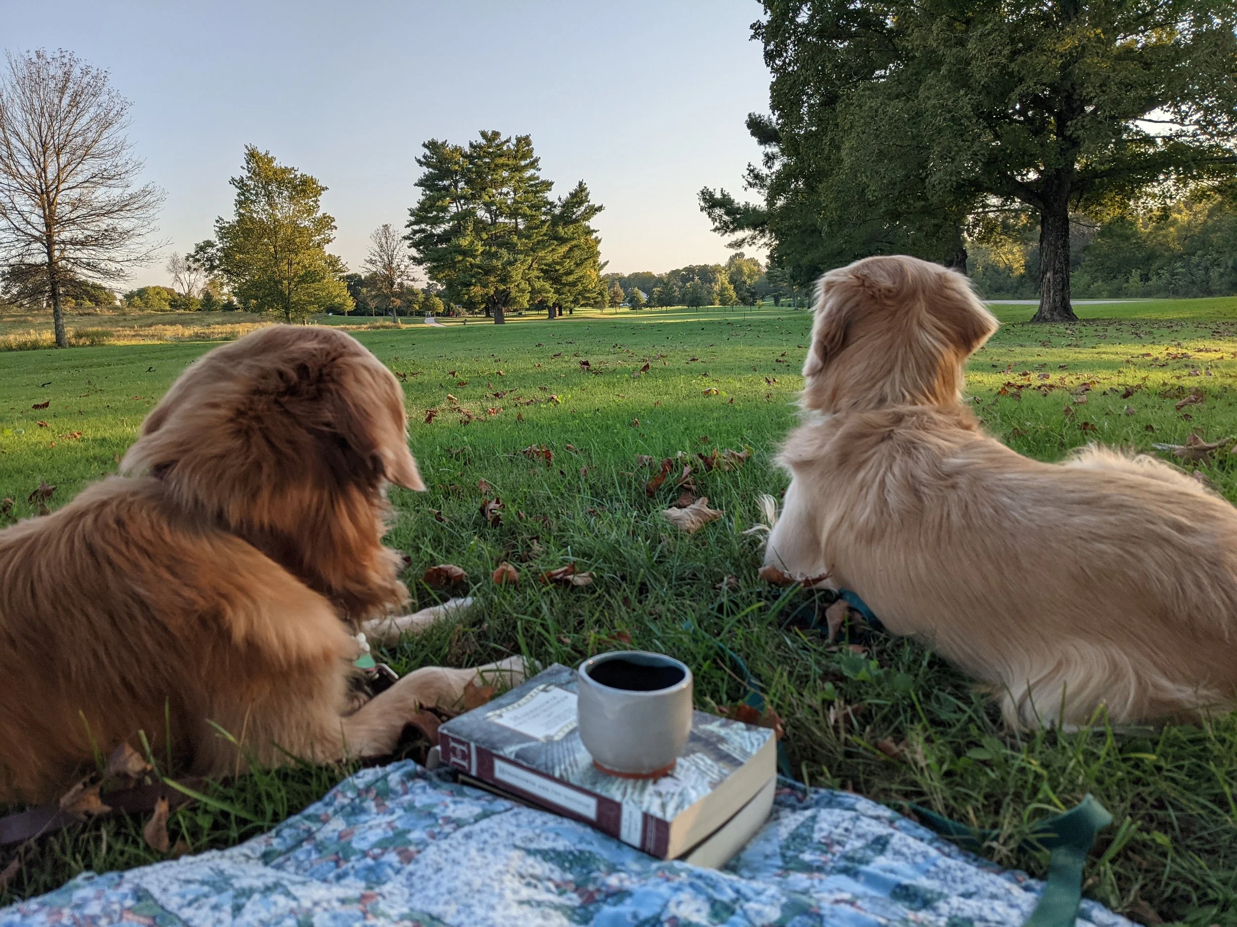 These two beautiful golden retrievers are shown lying in the grass on a picnic blanket. They are good examples of the well adjusted dogs with good temperament that this breeder seeks to produce. Calm, intelligent, and great with kids and families