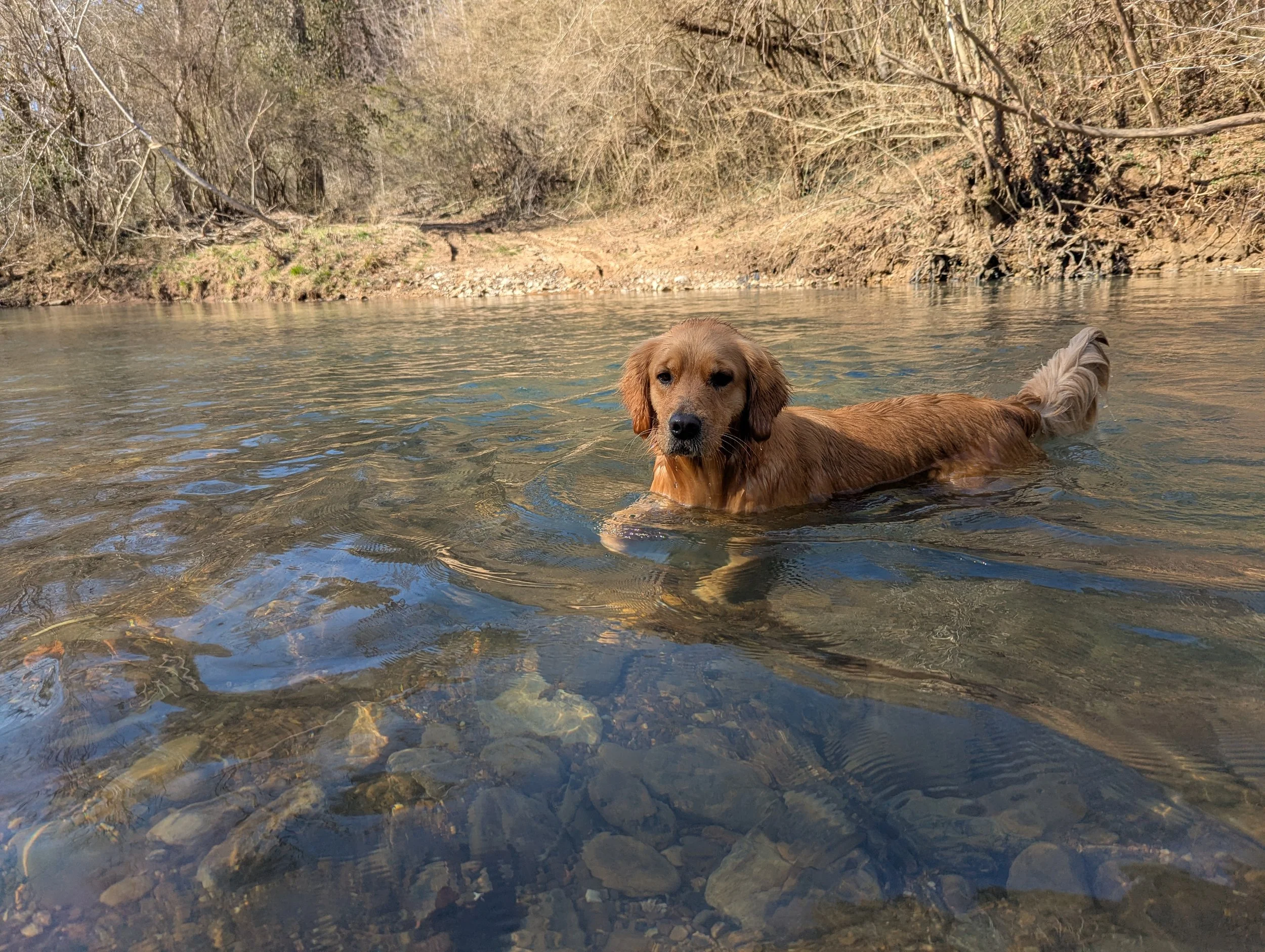 Golden retriever dog swimming in a river with a clear view of rocks underwater, surrounded by trees and a dry, rocky riverbank.