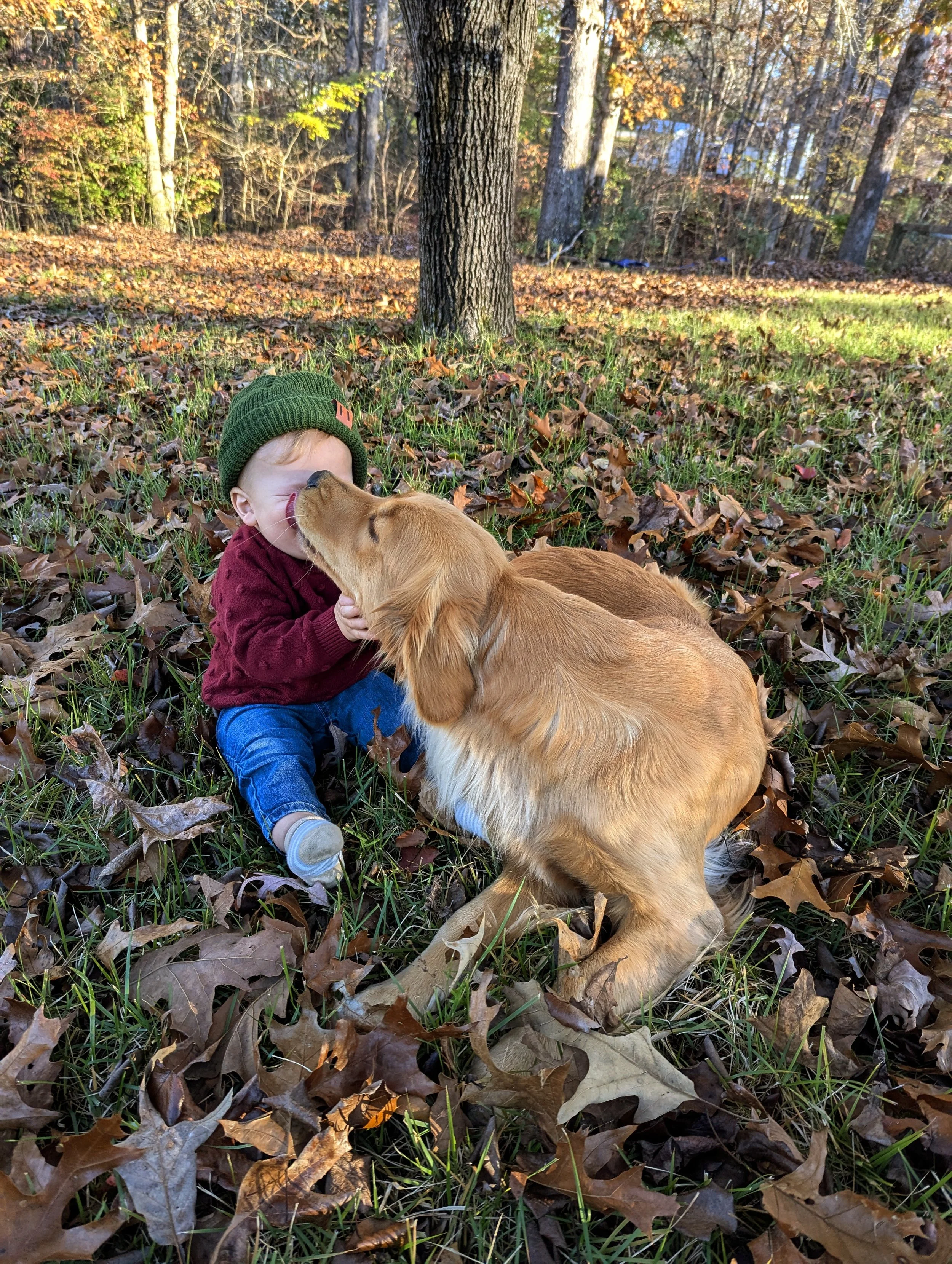 A young child wearing a green beanie, red sweater, and blue jeans sitting on the ground covered with fallen leaves, being licked by a golden retriever dog in an outdoor wooded area.